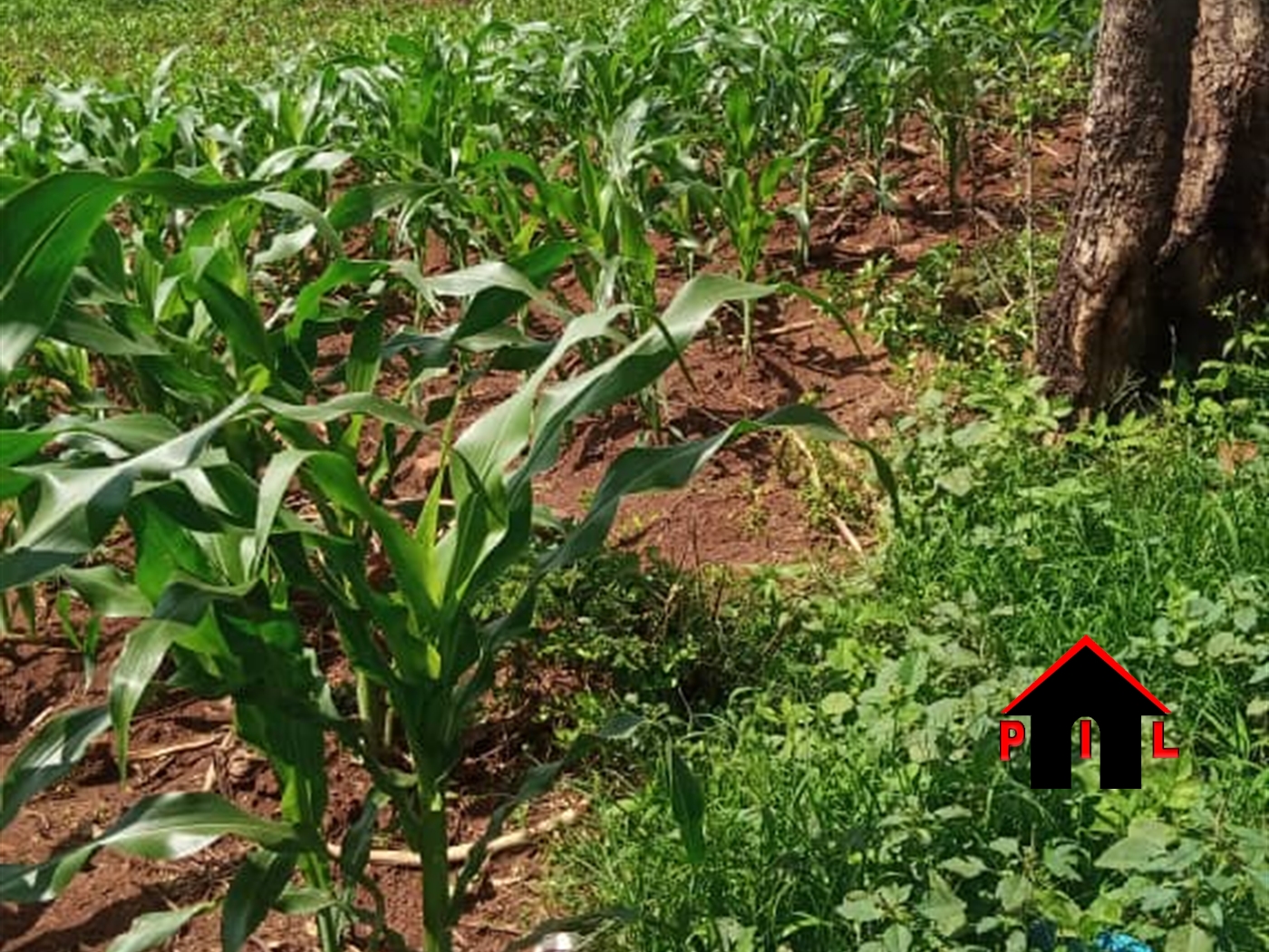 Agricultural Land for sale in Kakooge Nakasongola