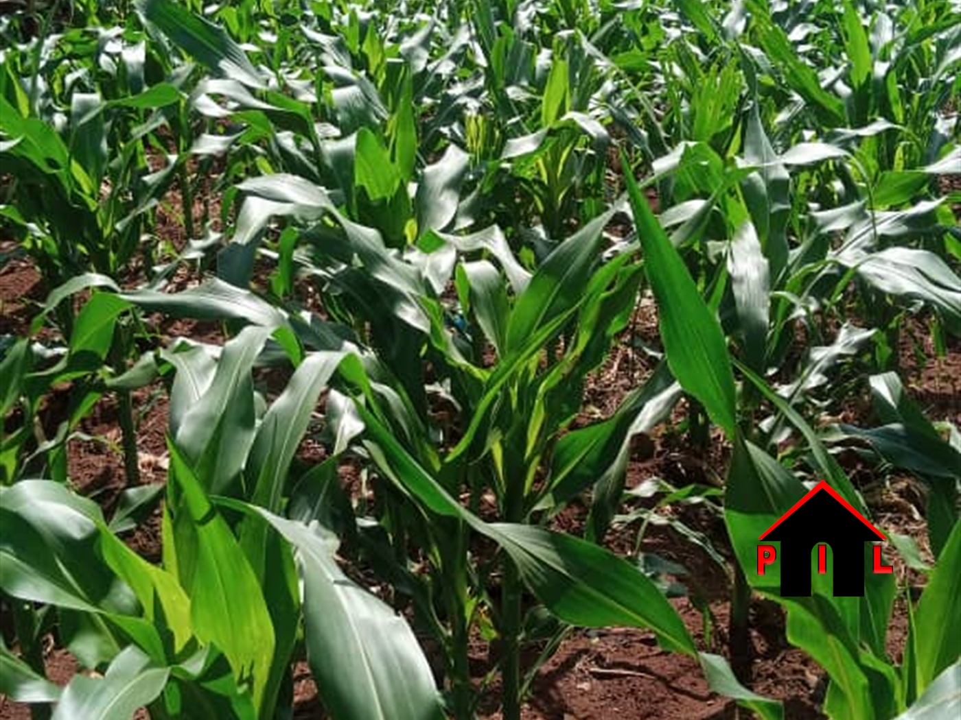 Agricultural Land for sale in Kakooge Nakasongola