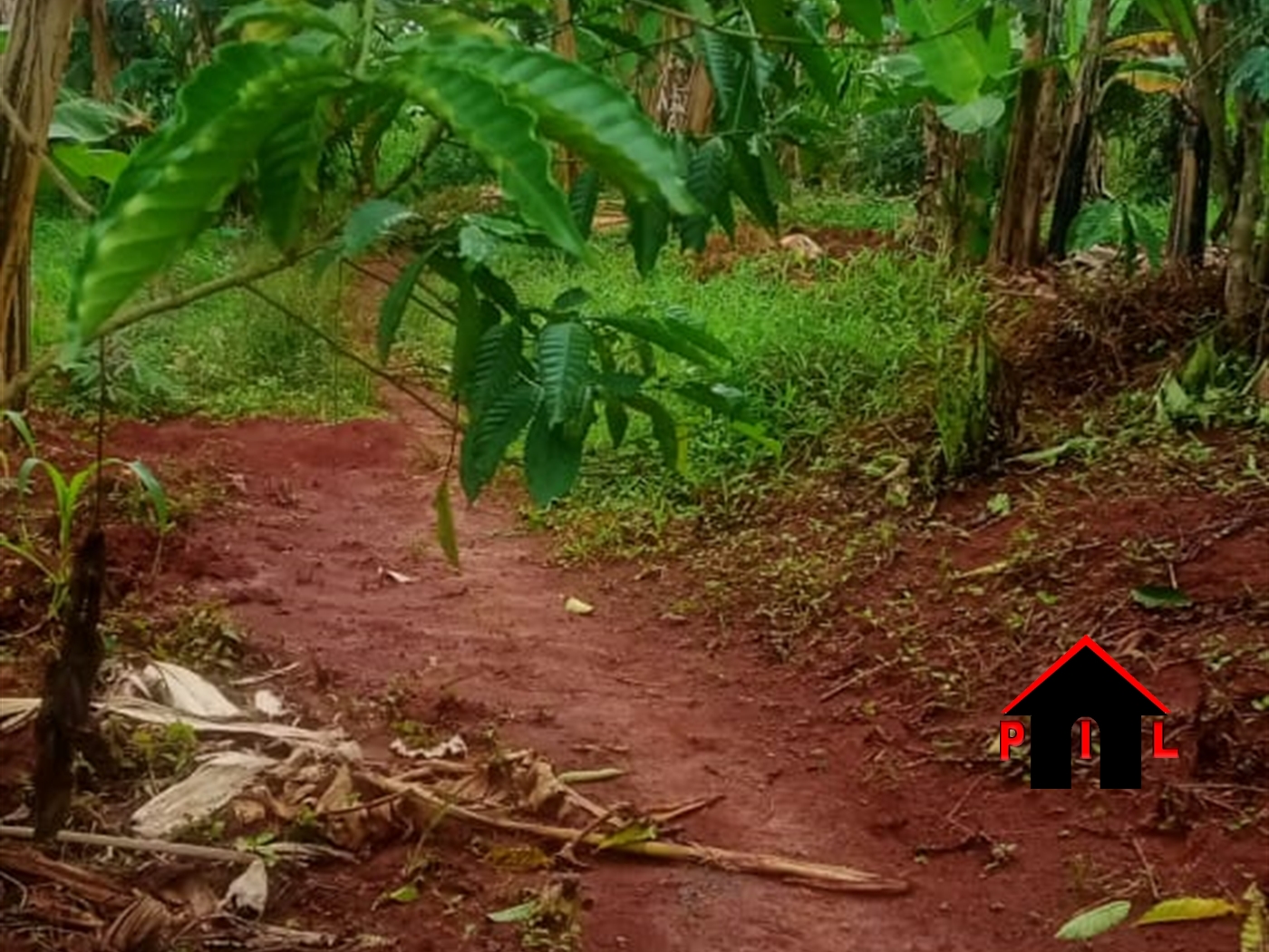 Agricultural Land for sale in Ziloobwe Luweero