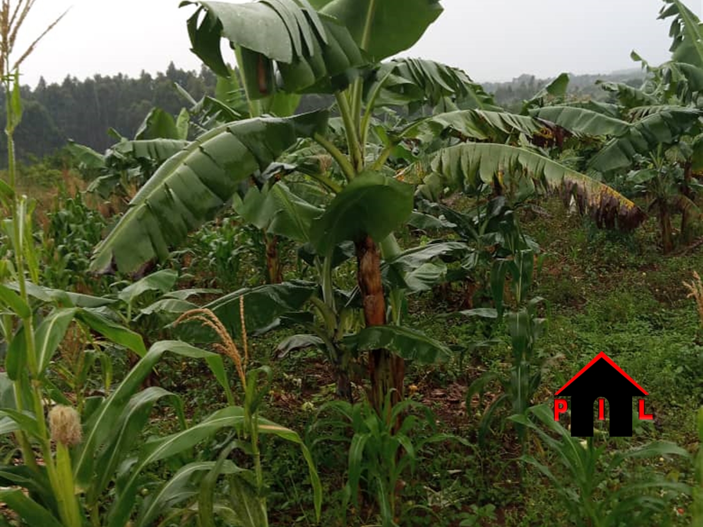 Agricultural Land for sale in Kakooge Nakasongola