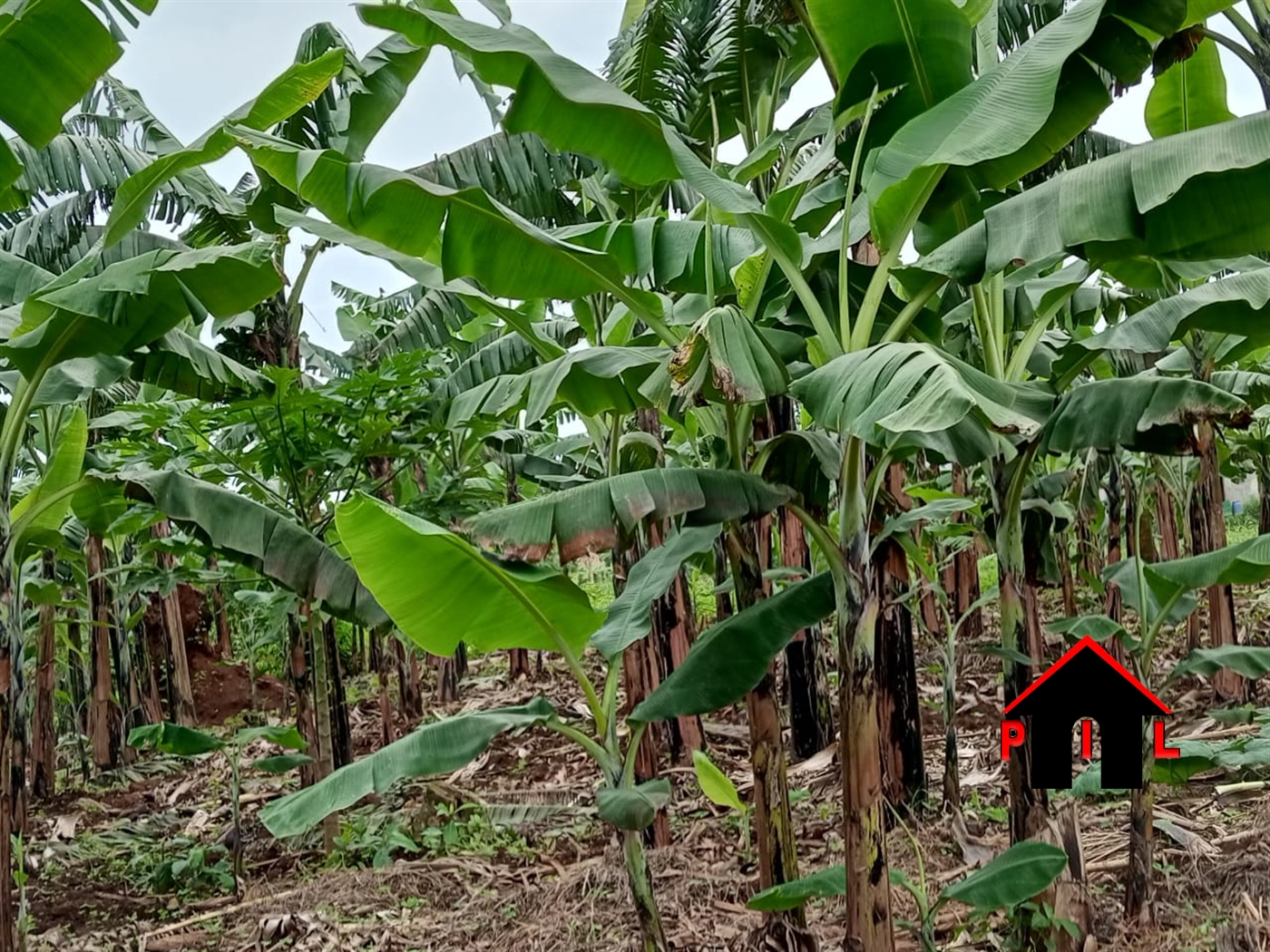 Residential Land for sale in Matugga Wakiso