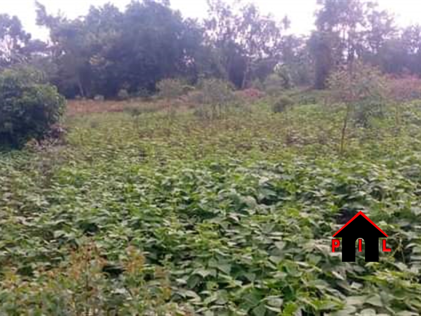 Agricultural Land for sale in Gombe Mpigi