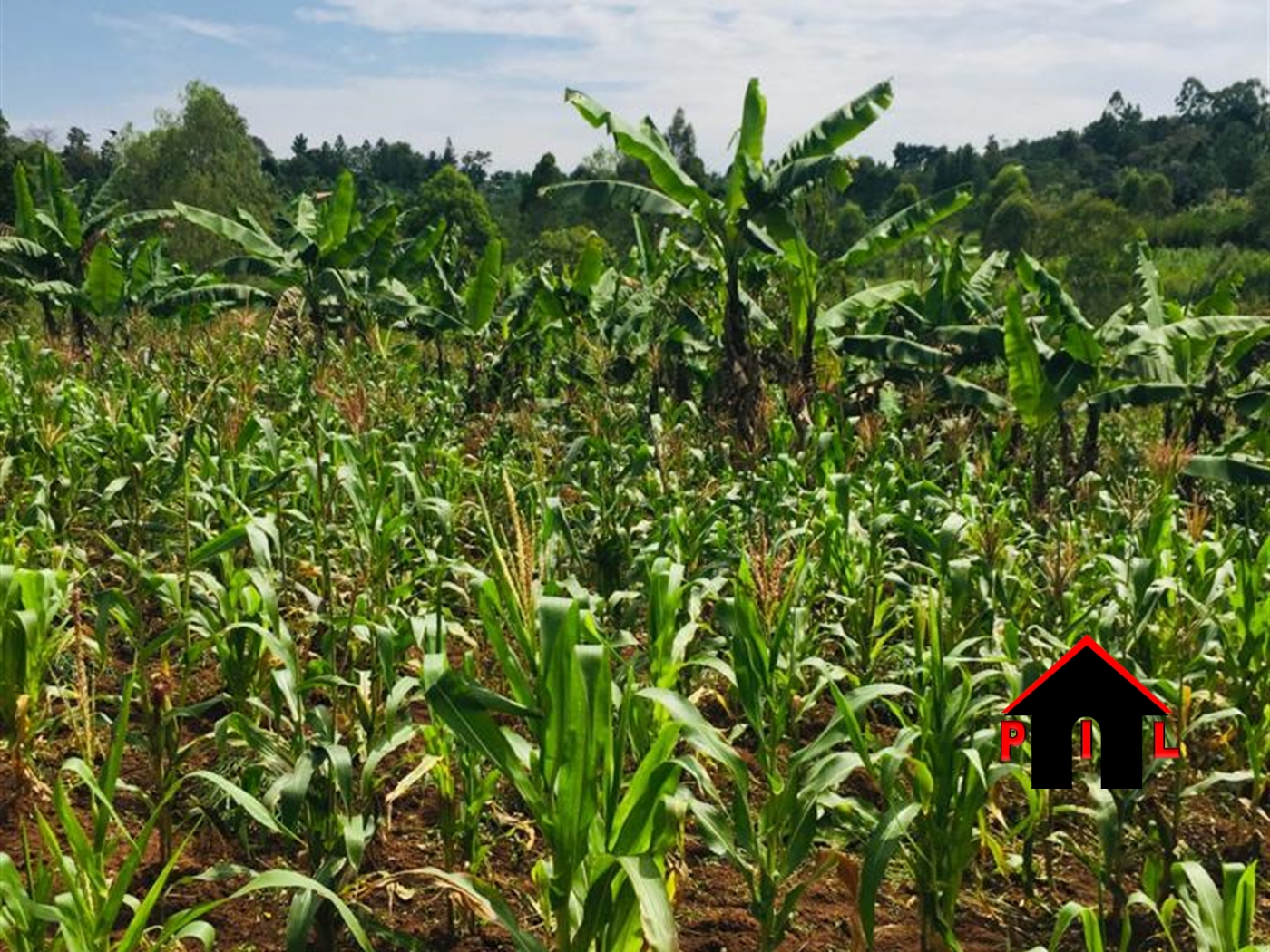 Commercial Land for sale in Matugga Wakiso