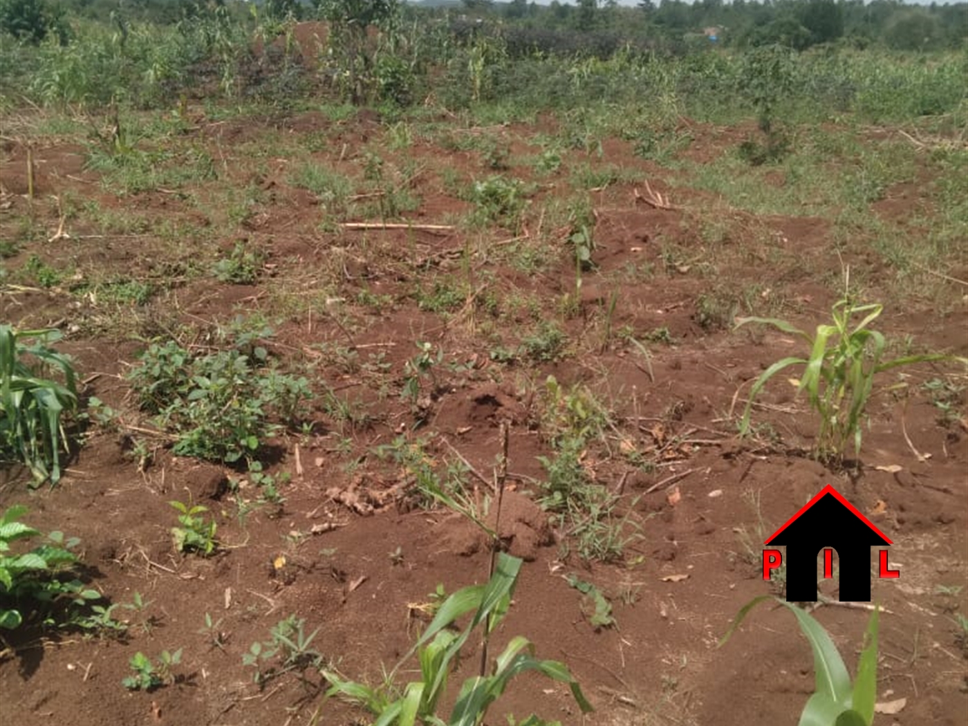 Agricultural Land for sale in Kiwoko Nakaseke