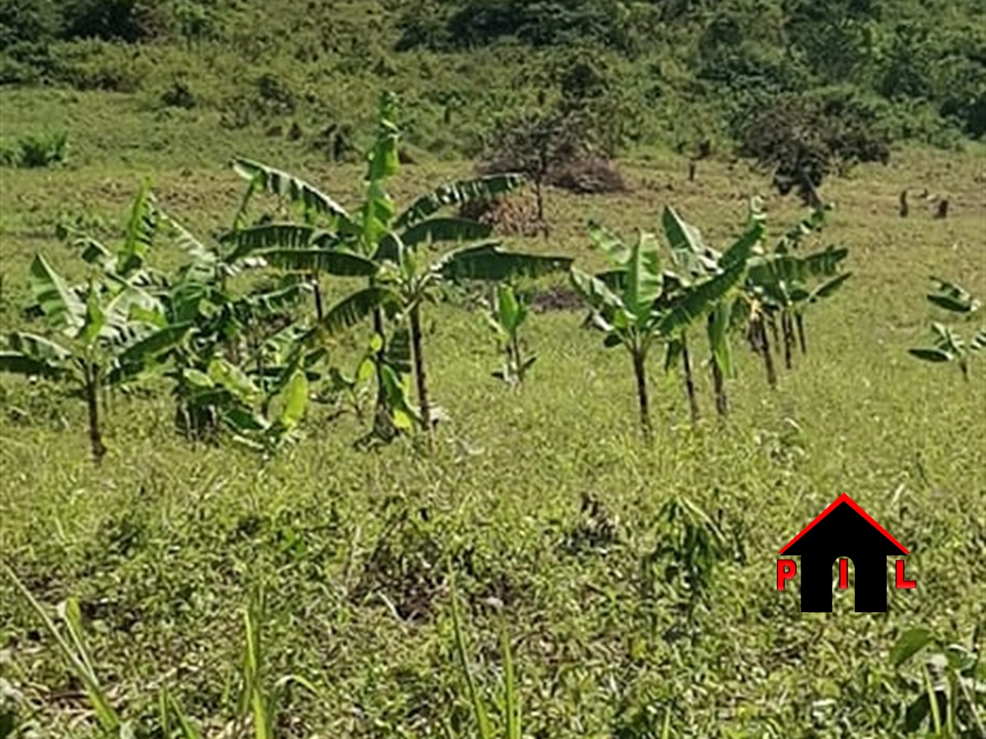 Agricultural Land for sale in Busunjju Mityana