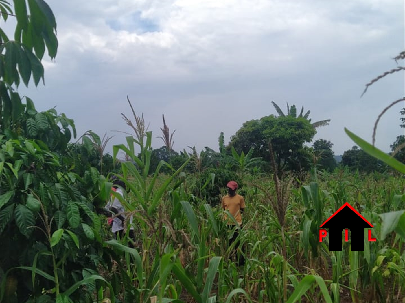 Residential Land for sale in Busiika Wakiso