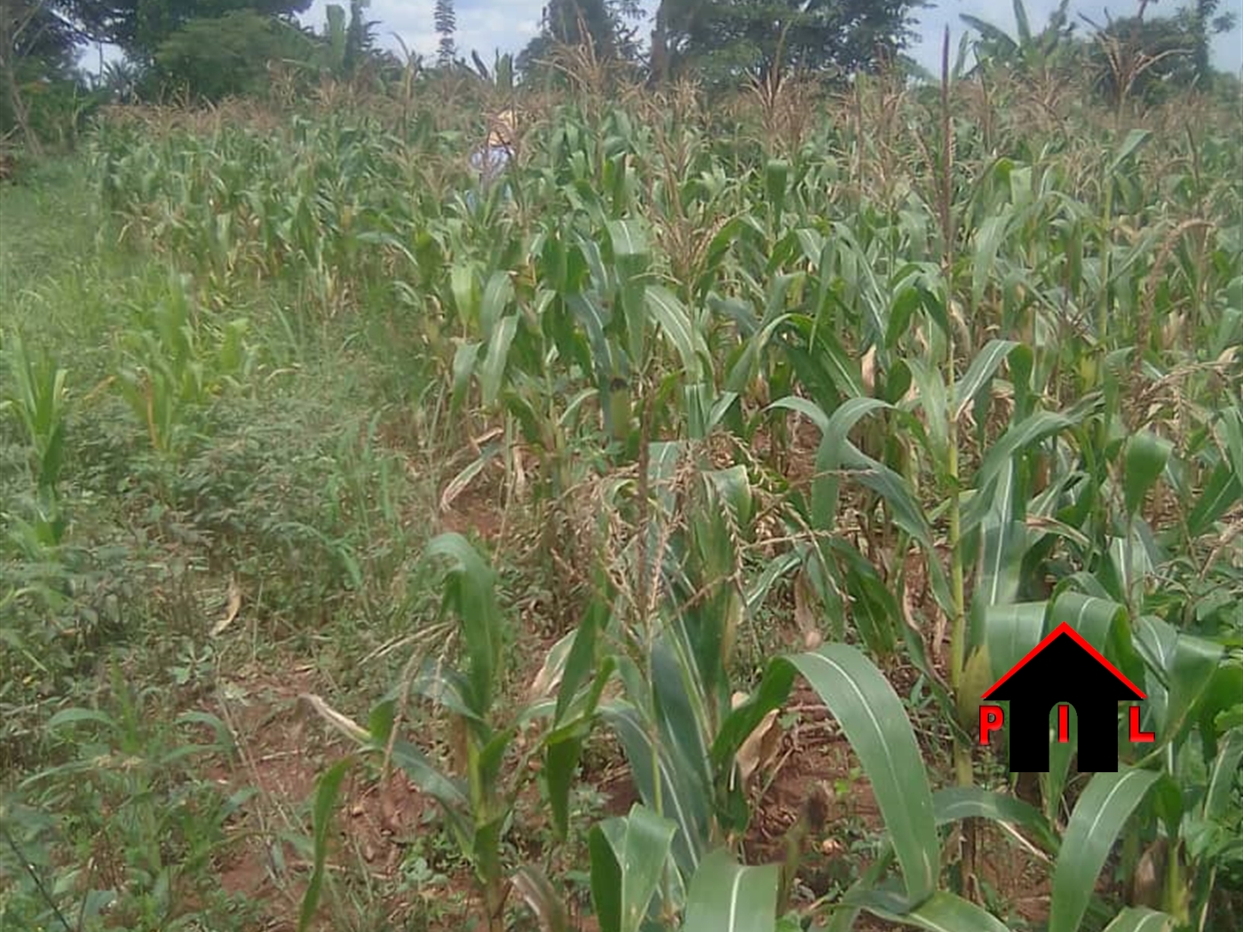 Agricultural Land for sale in Kikyuusa Luweero