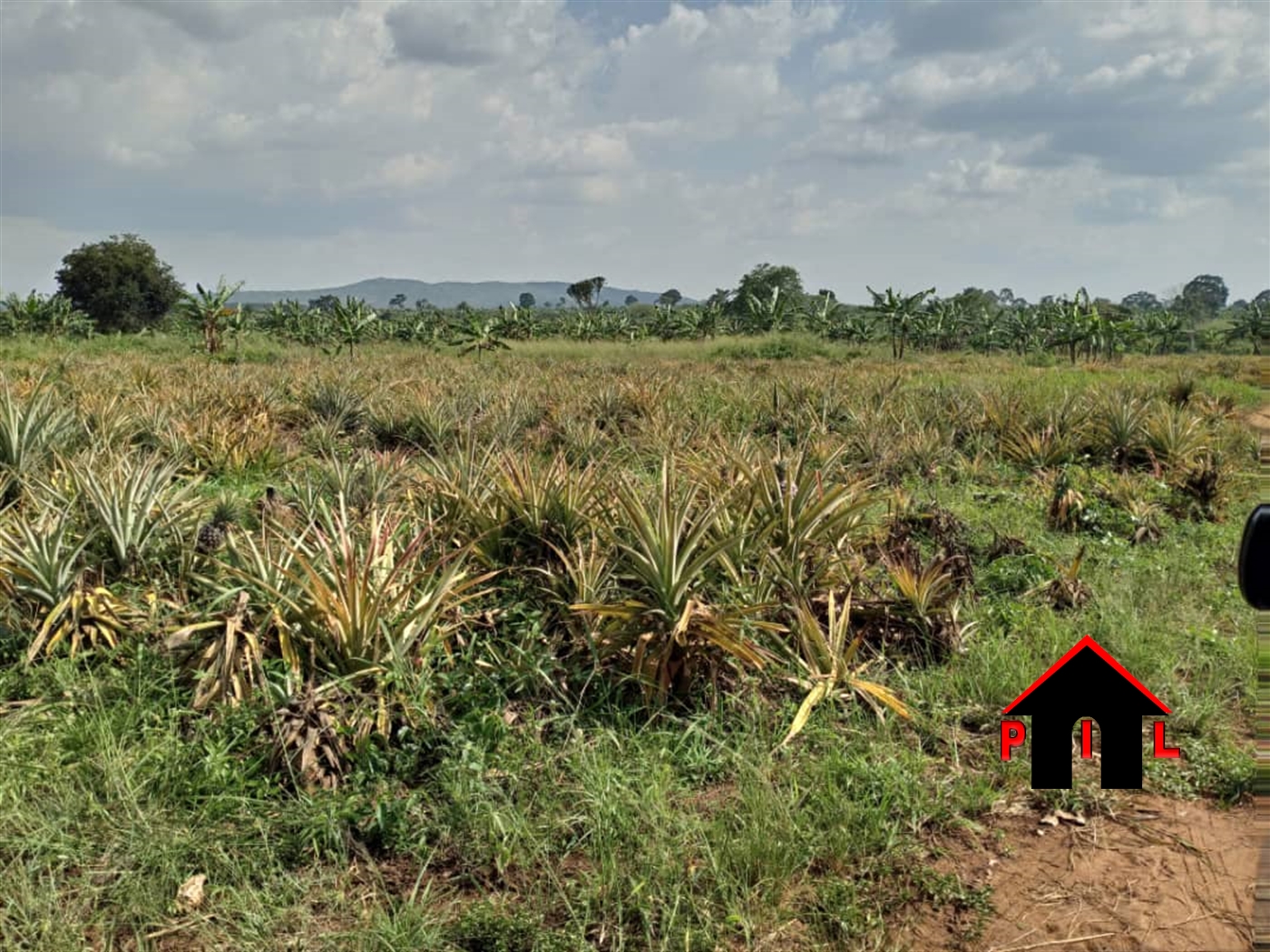 Agricultural Land for sale in Kikyuusa Luweero