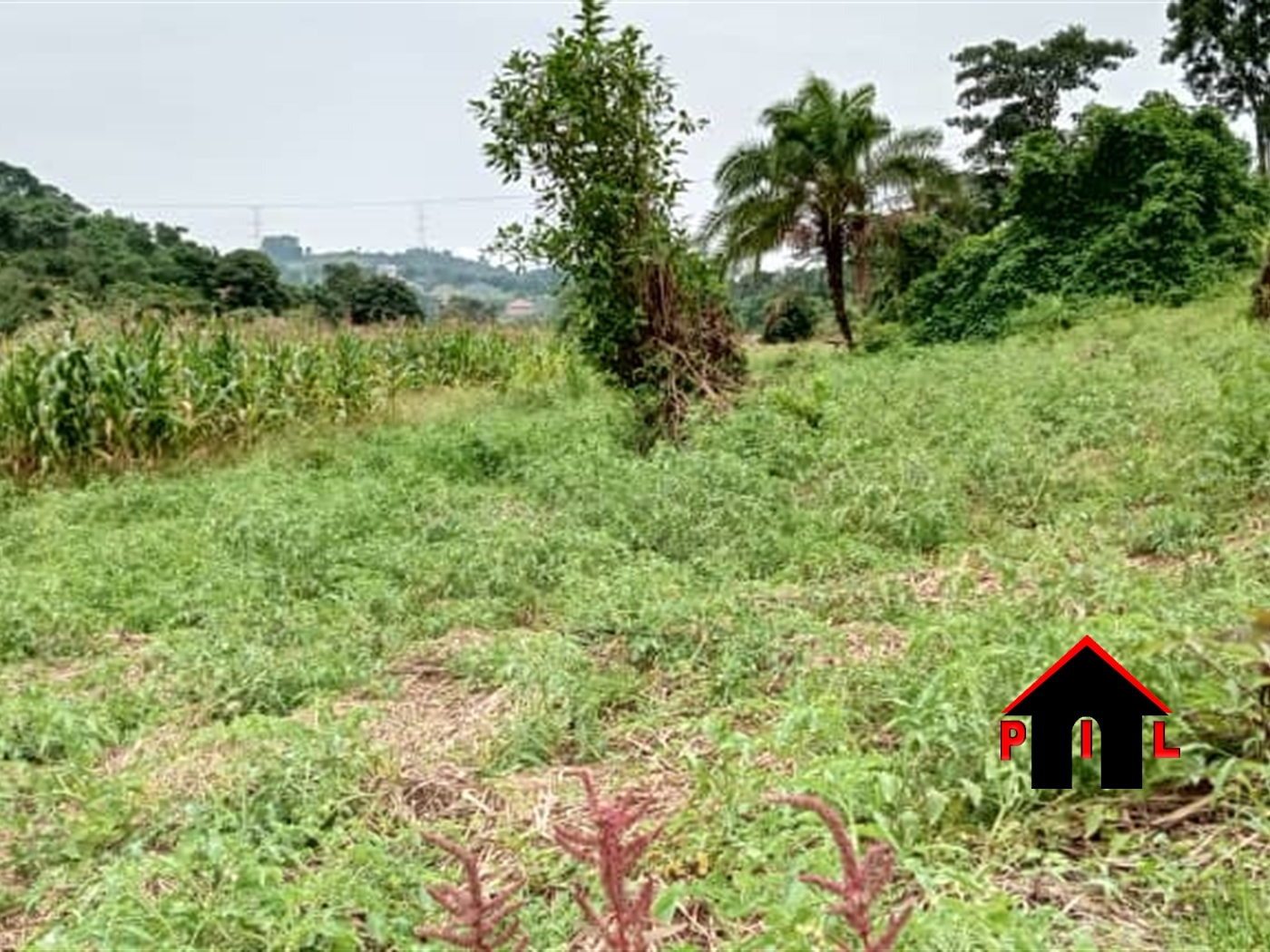 Agricultural Land for sale in Ntwetwe Kiboga