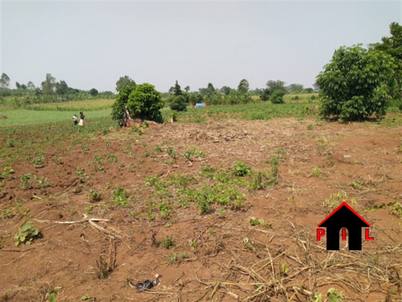 Agricultural Land for sale in Kalule Luweero