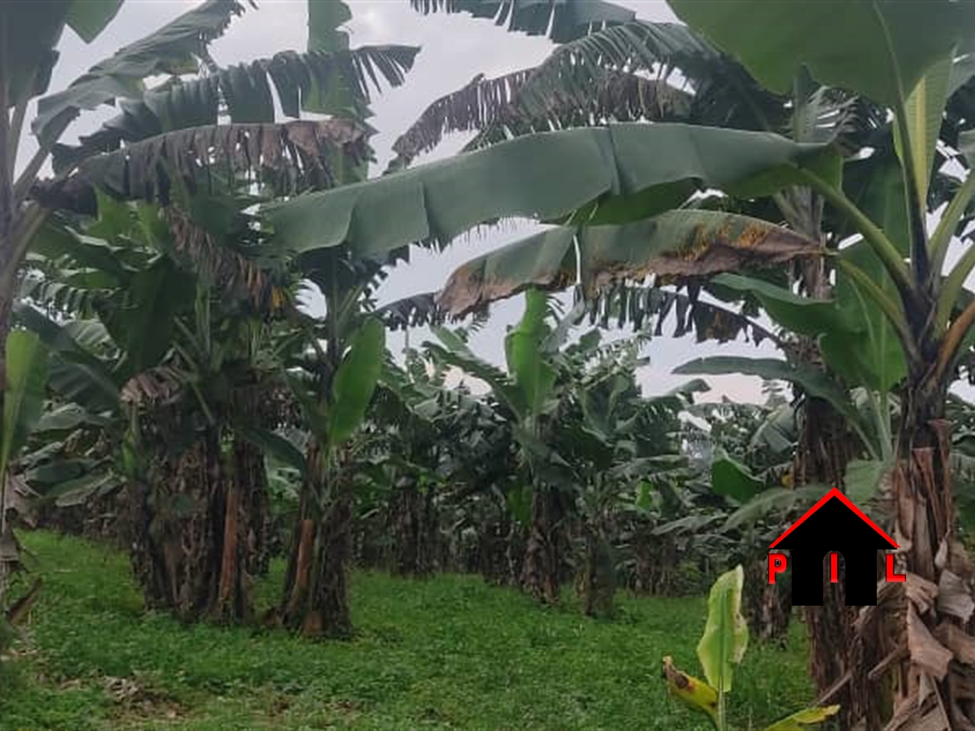 Agricultural Land for sale in Lukaya Kalungu