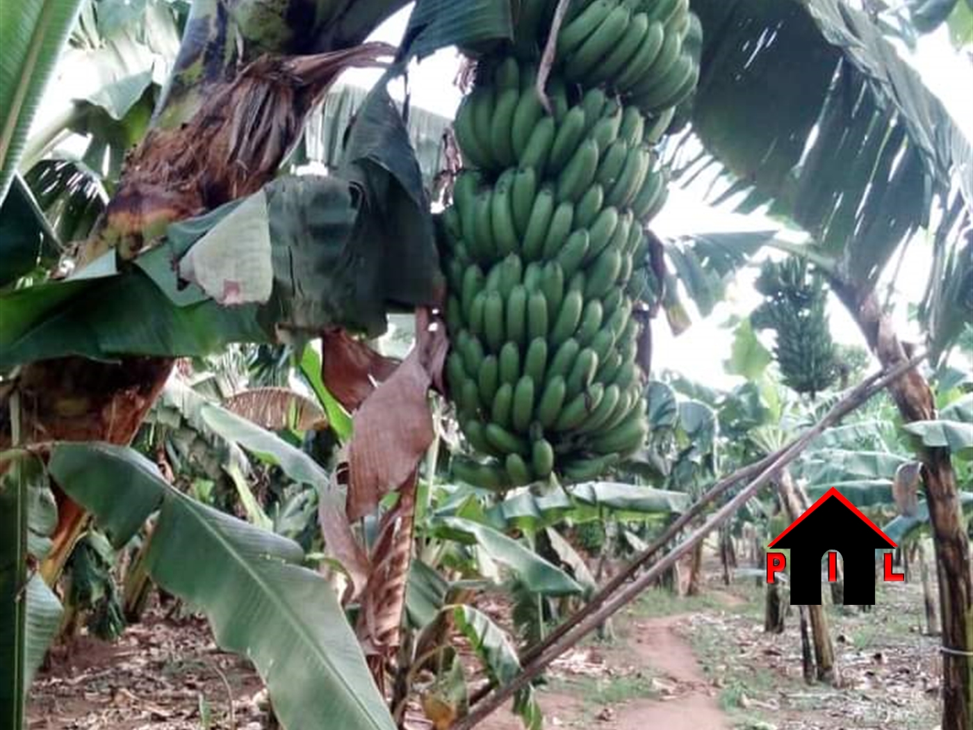 Farm for sale in Kassanda Mubende