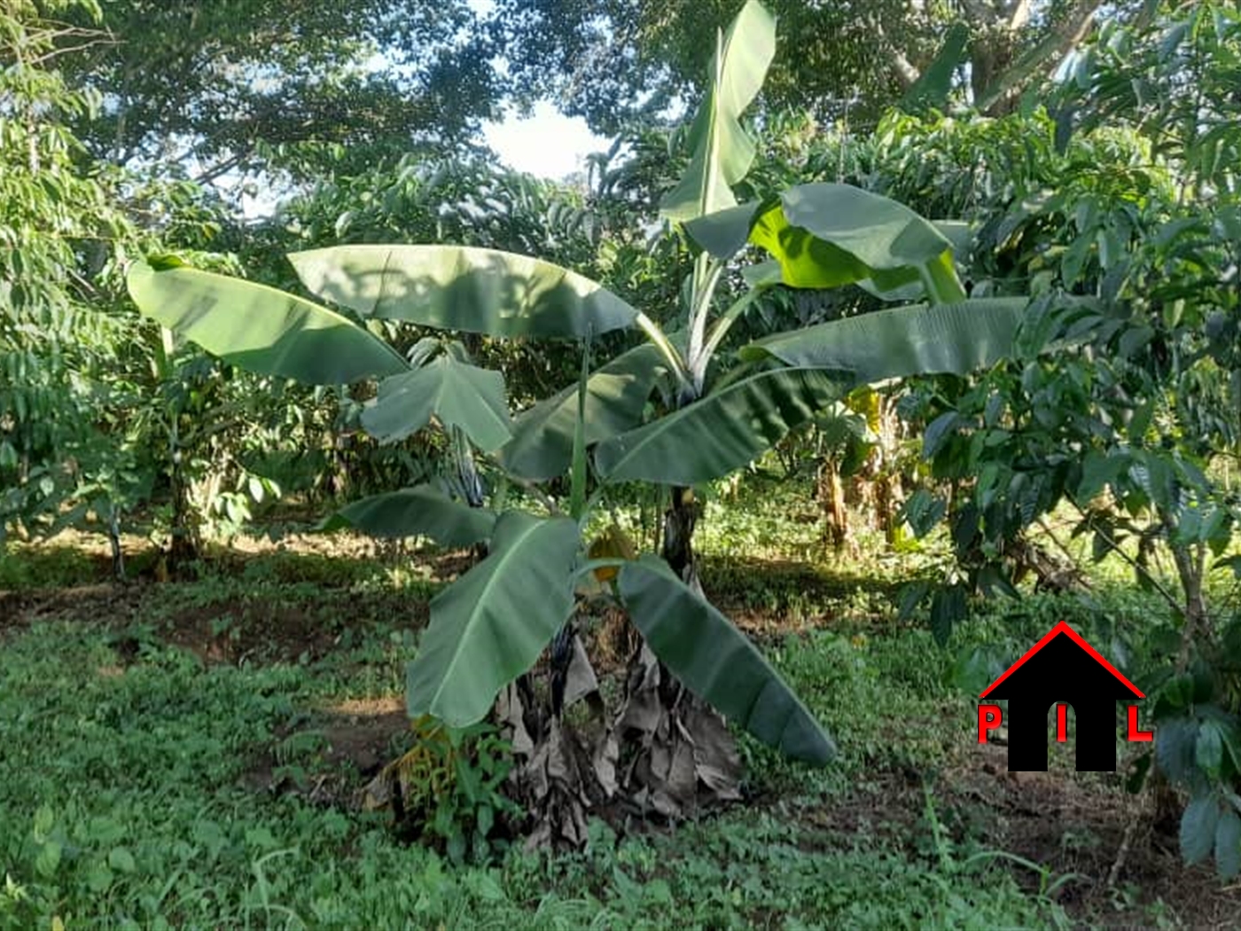 Agricultural Land for sale in Bamugolodde Luweero