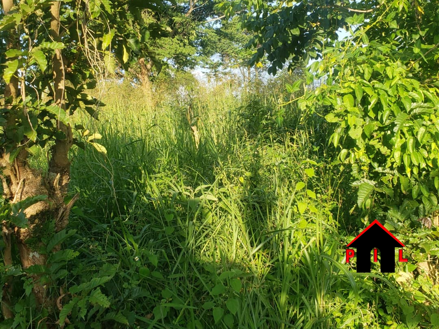 Agricultural Land for sale in Nalongo Luweero