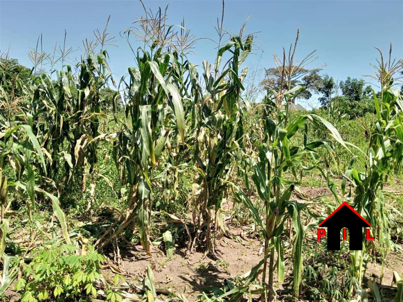 Agricultural Land for sale in Kikyuusa Luweero