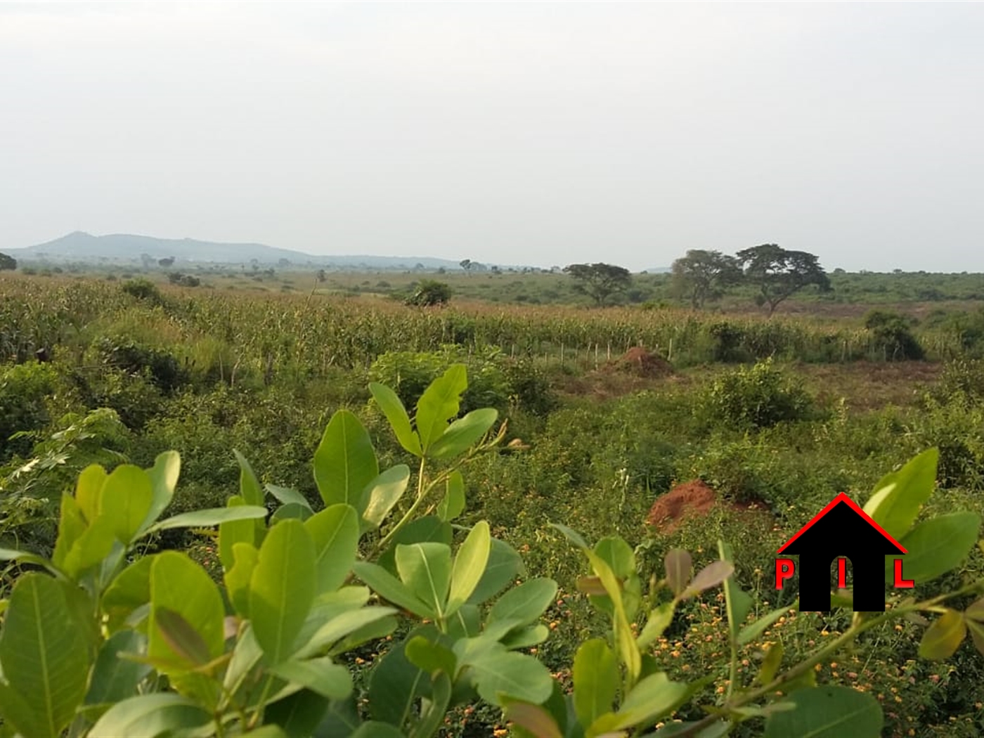 Agricultural Land for sale in Biseruka Hoima