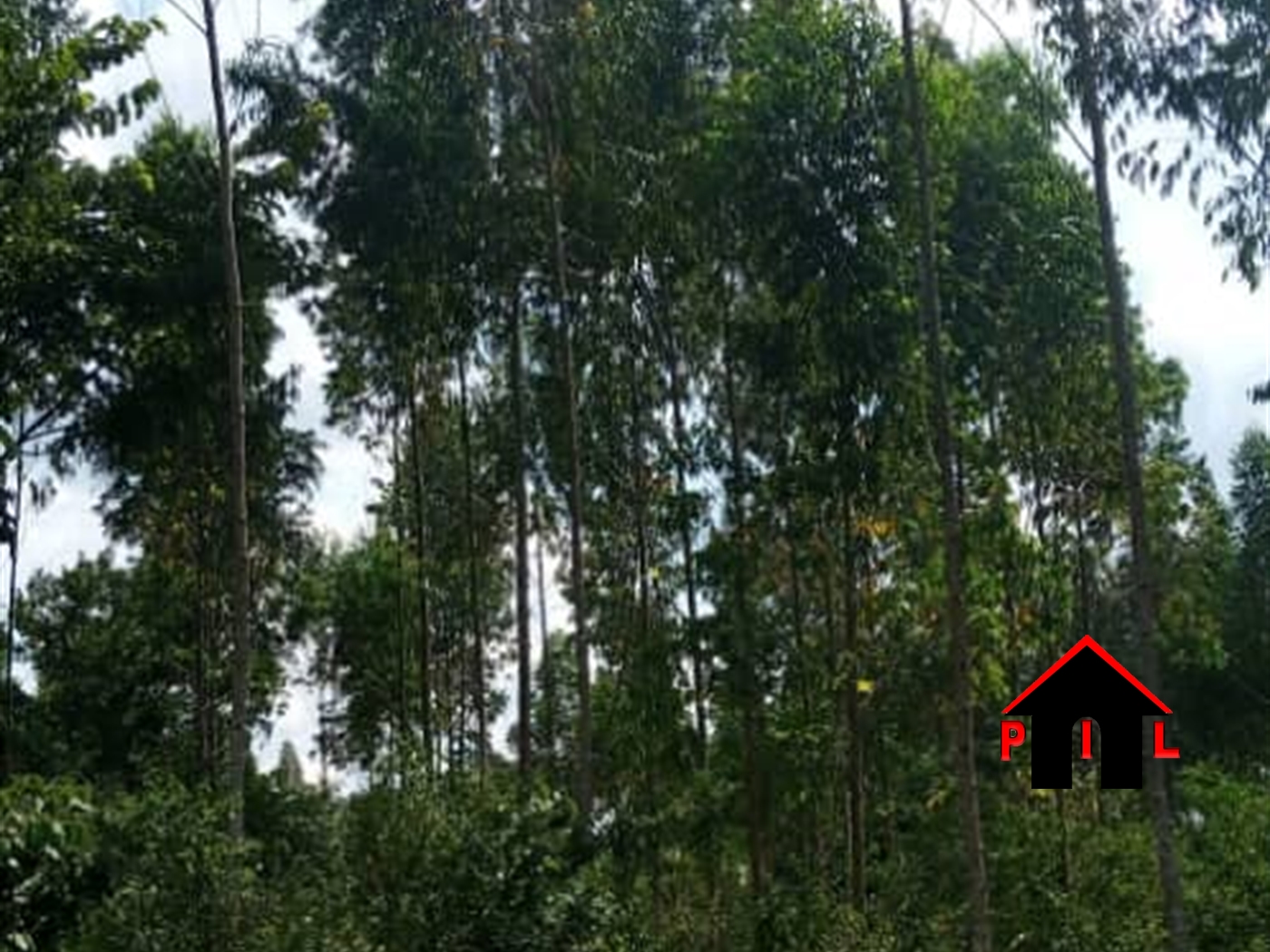 Agricultural Land for rent in Kakooge Nakasongola