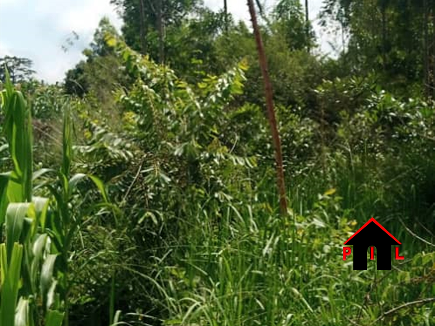 Agricultural Land for rent in Kakooge Nakasongola