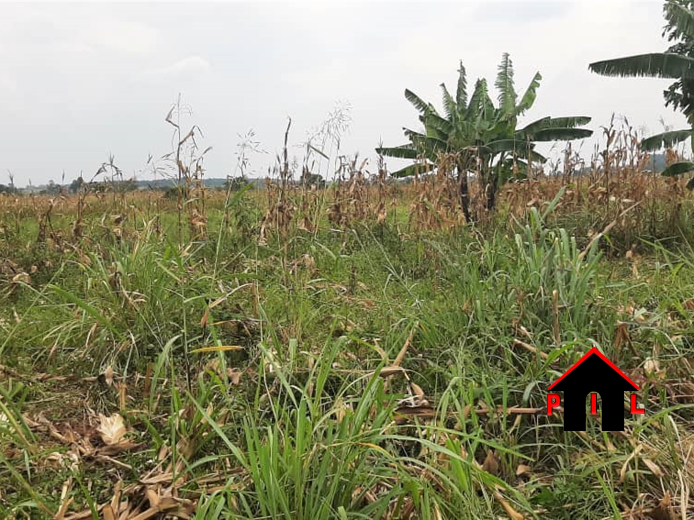 Agricultural Land for sale in Karuma Kiryandongo