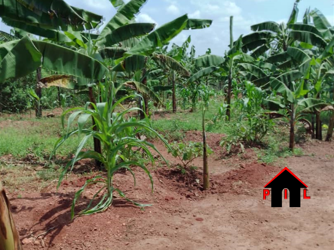 Agricultural Land for sale in Busiika Luweero