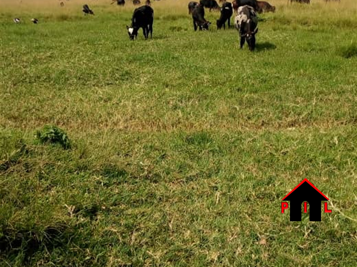 Farm for sale in Rubaare Kyankwazi