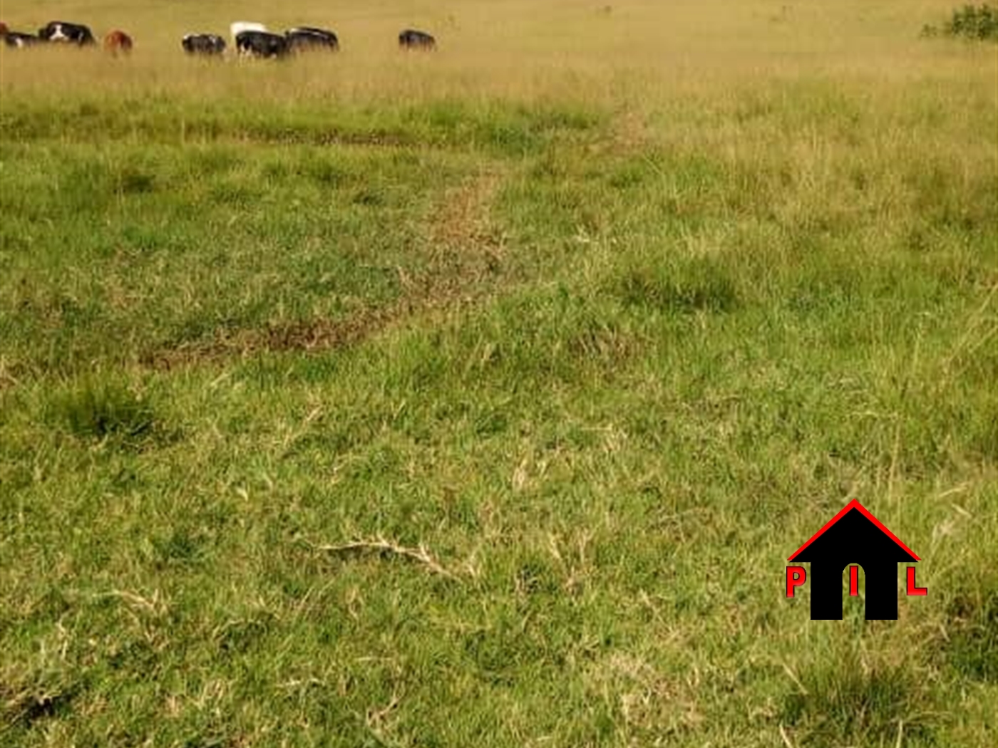 Farm for sale in Rubaare Kyankwazi