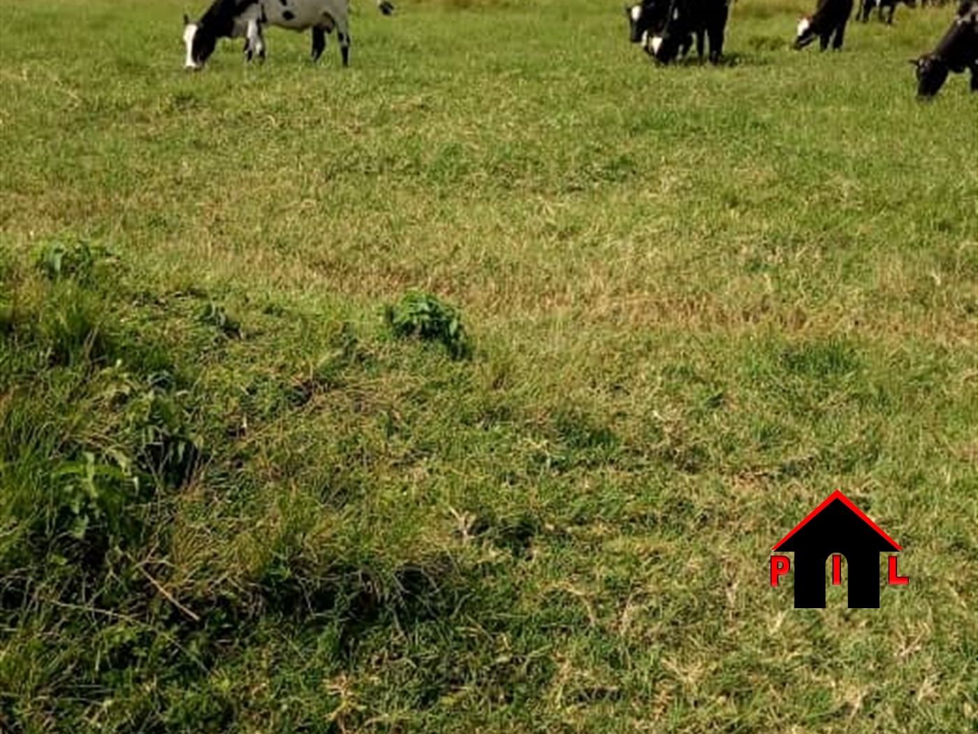 Farm for sale in Rubaare Kyankwazi