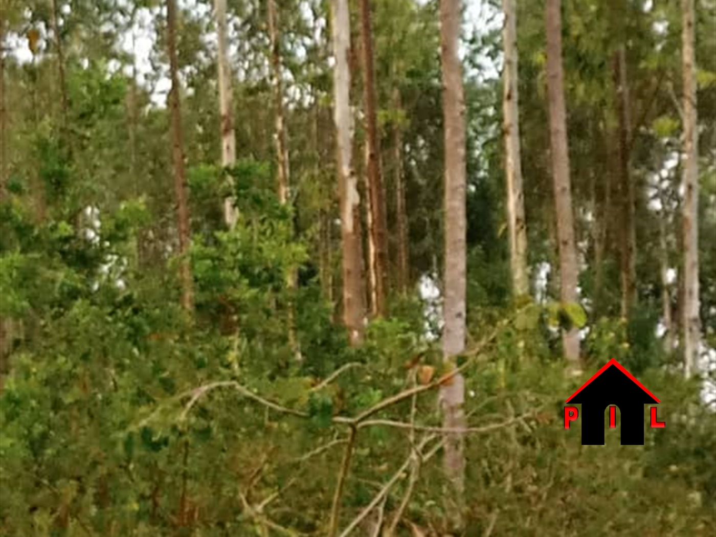 Agricultural Land for sale in Kakooge Nakasongola