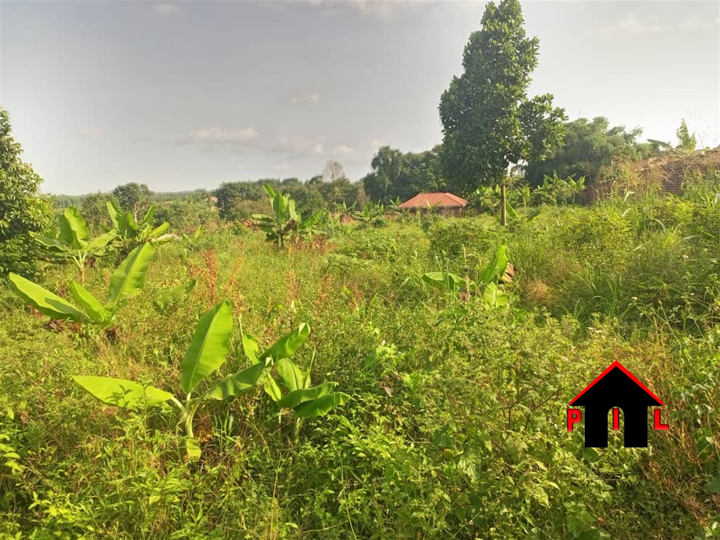 Agricultural Land for sale in Kasambya Kyankwazi