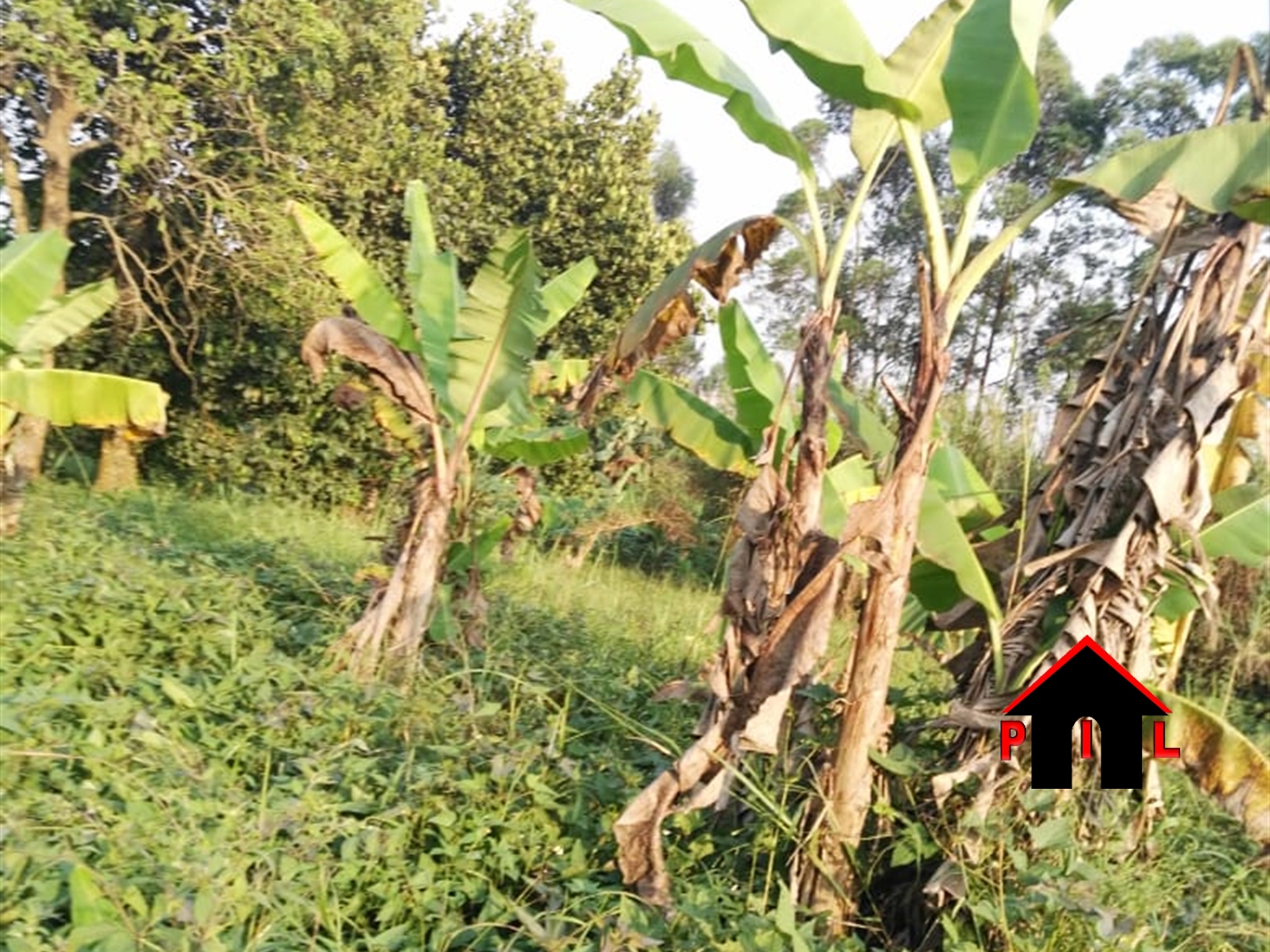 Agricultural Land for sale in Rwakobo Kiruhura