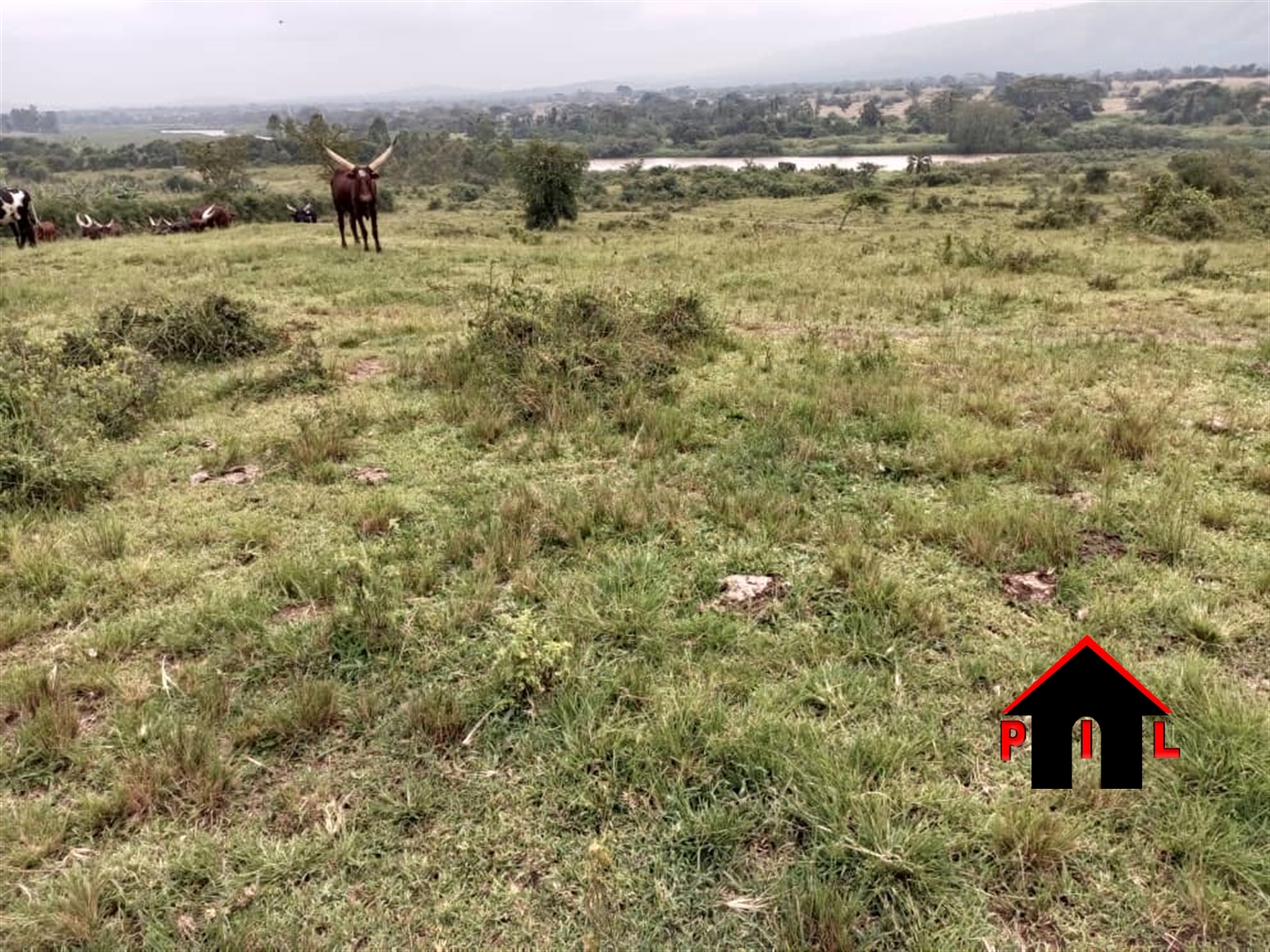 Farm for sale in Nshenyi Ntungamo