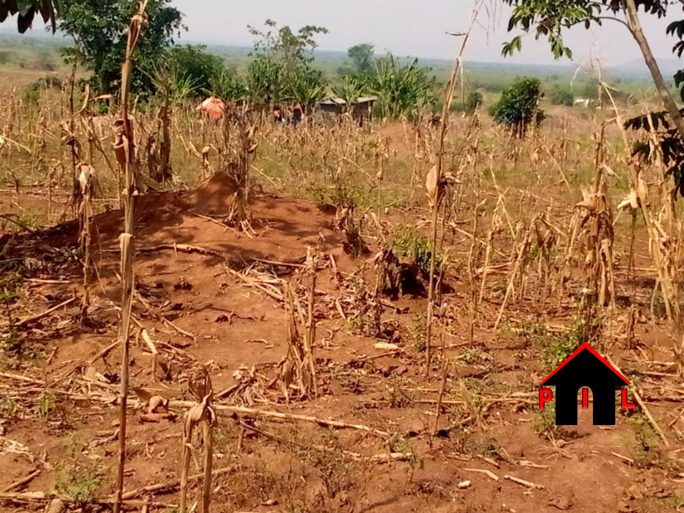 Agricultural Land for sale in Kapeeka Nakaseke