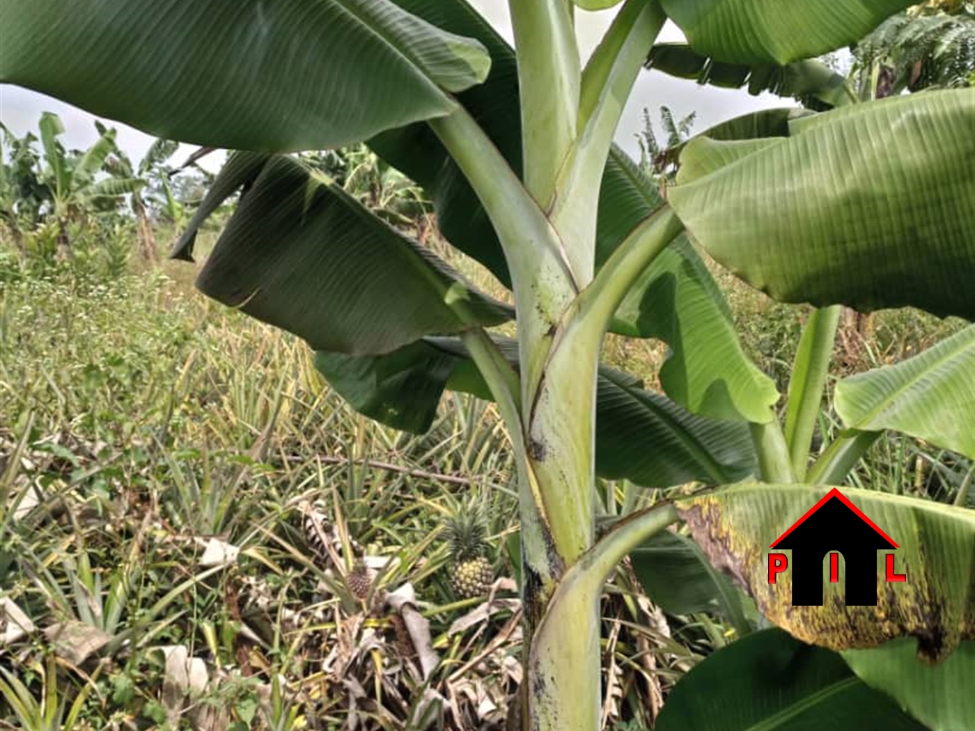 Agricultural Land for sale in Kikyuusa Luweero