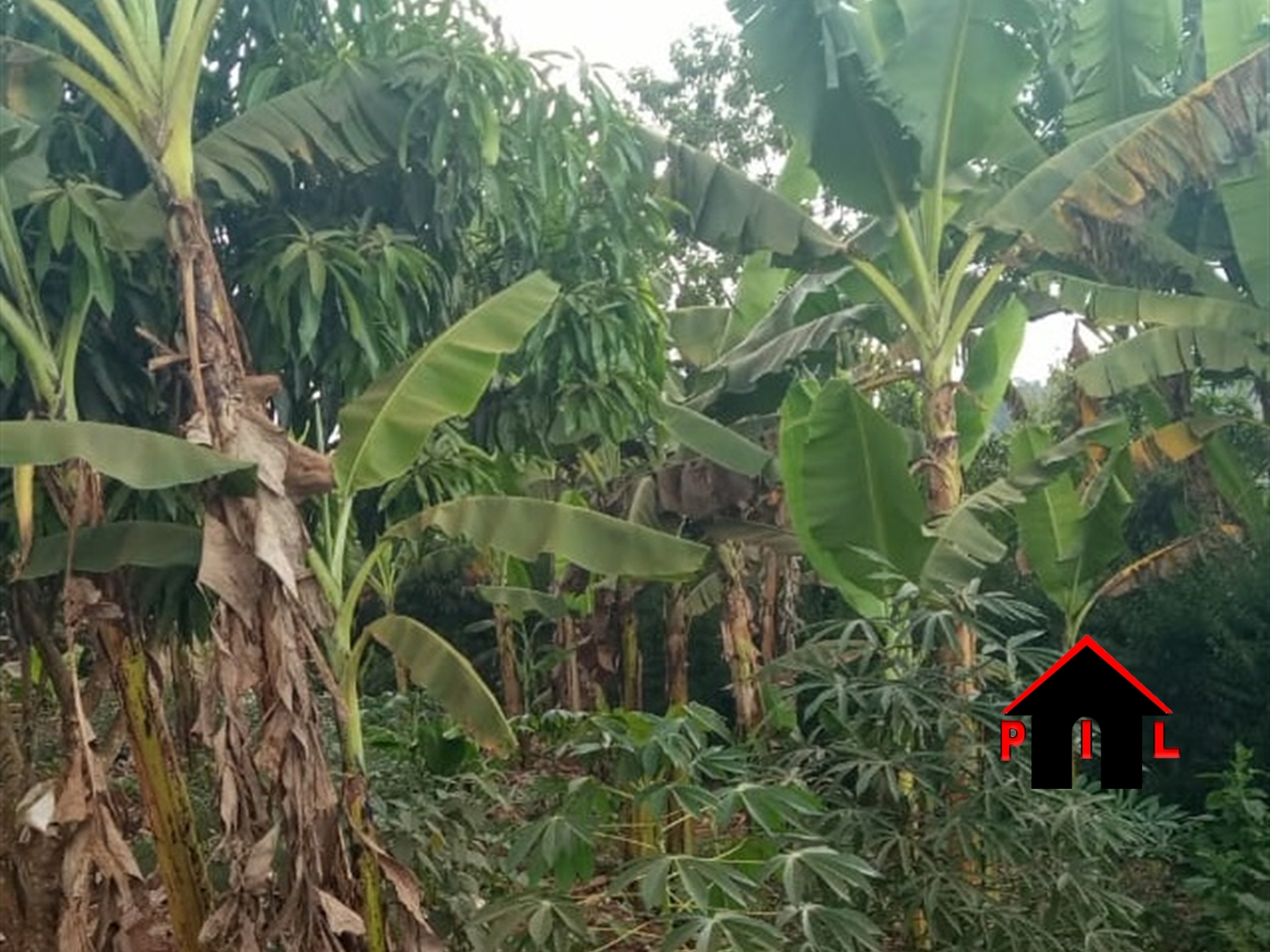 Agricultural Land for sale in Kamengo Mpigi