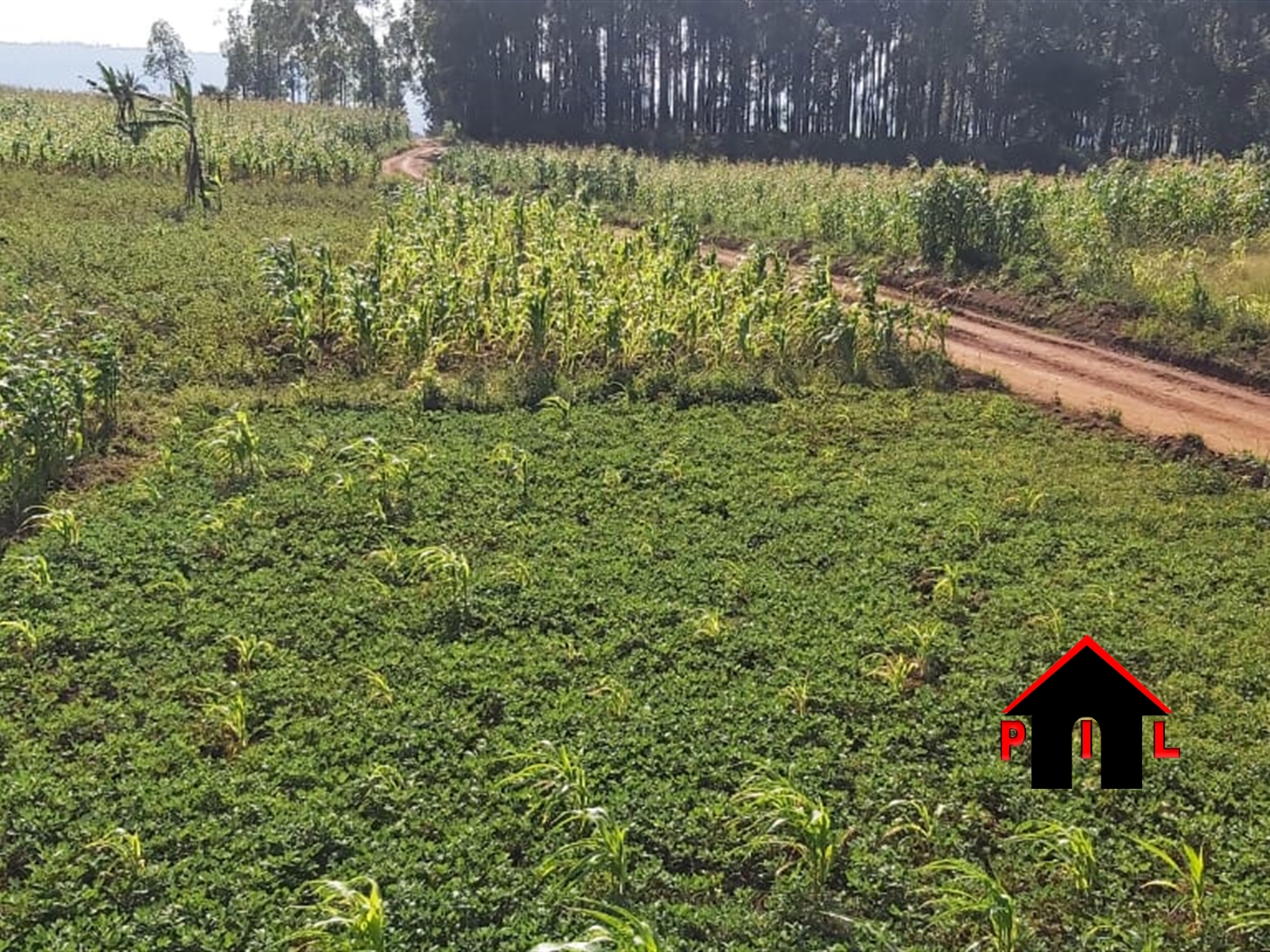 Agricultural Land for sale in Buswa Mubende