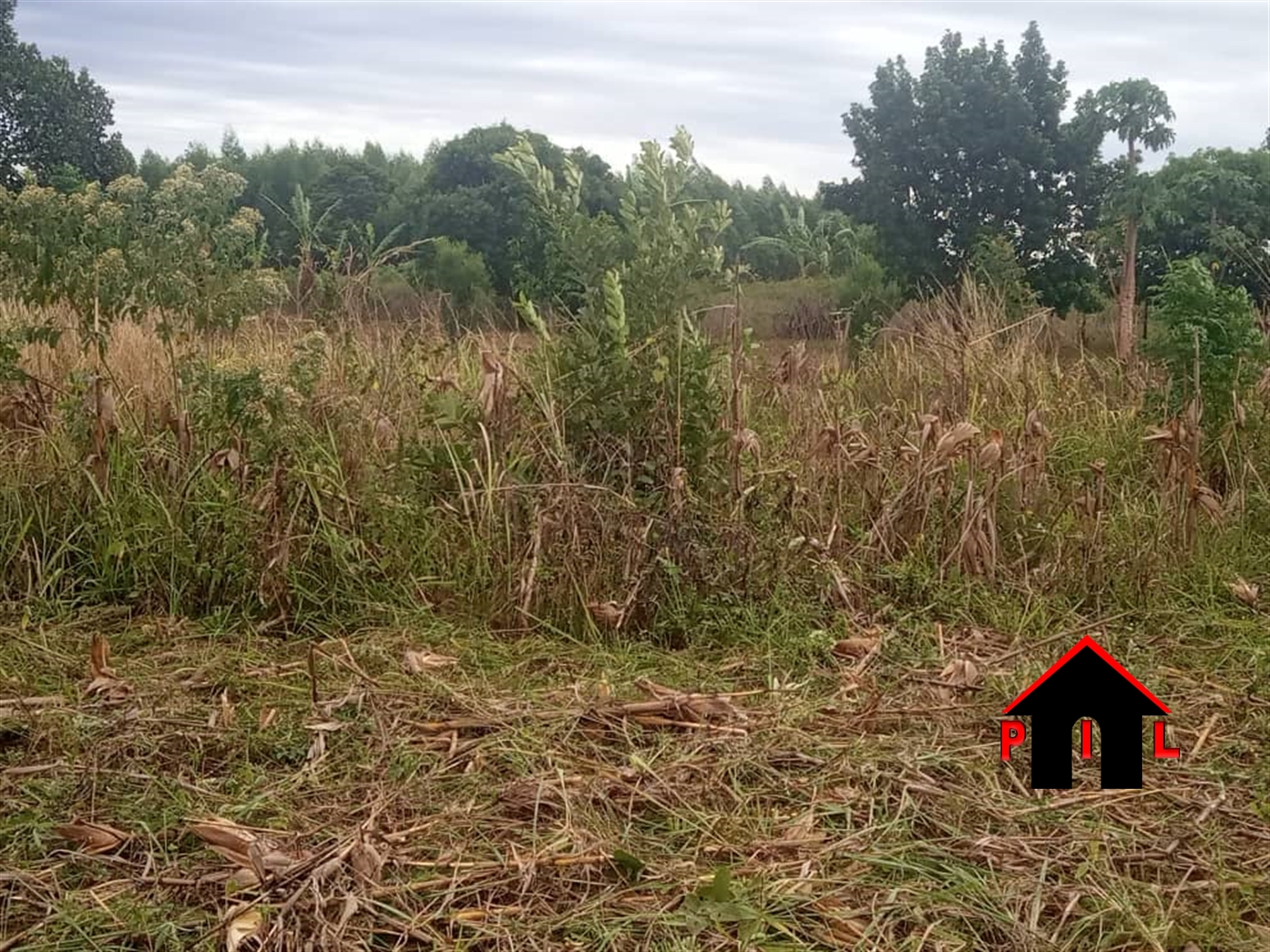 Agricultural Land for sale in Kigumba Kiryandongo