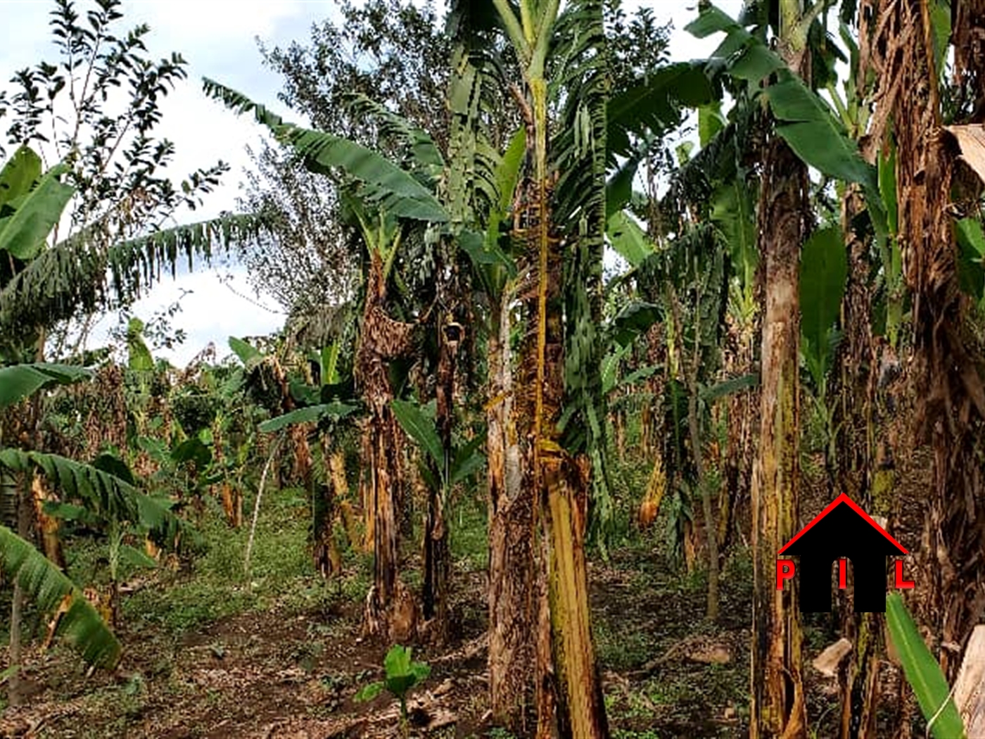 Agricultural Land for sale in Kiyunga Mukono