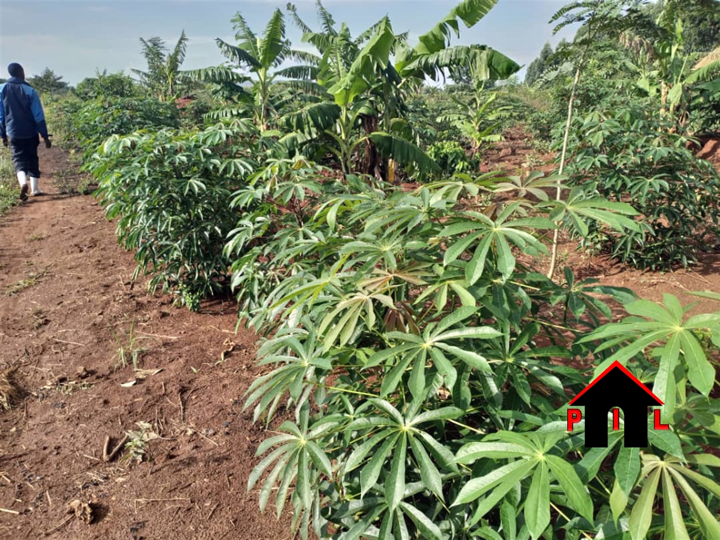 Agricultural Land for sale in Mazzi Luweero