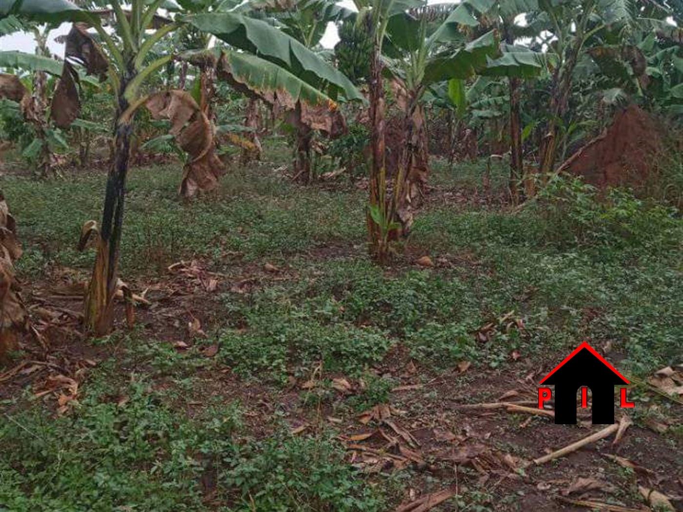 Commercial Land for sale in Bukusu Luweero