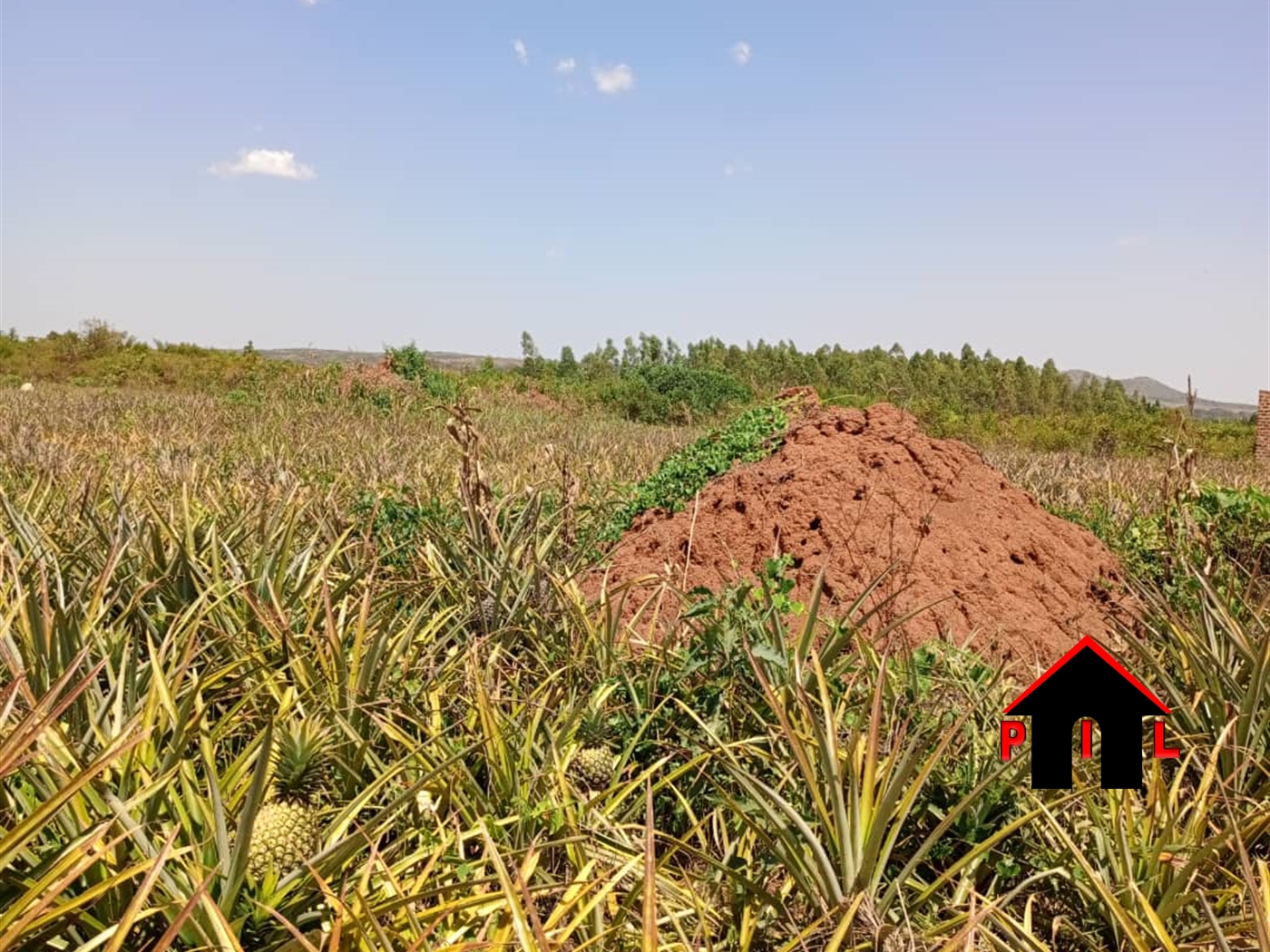 Agricultural Land for sale in Mboga Luweero