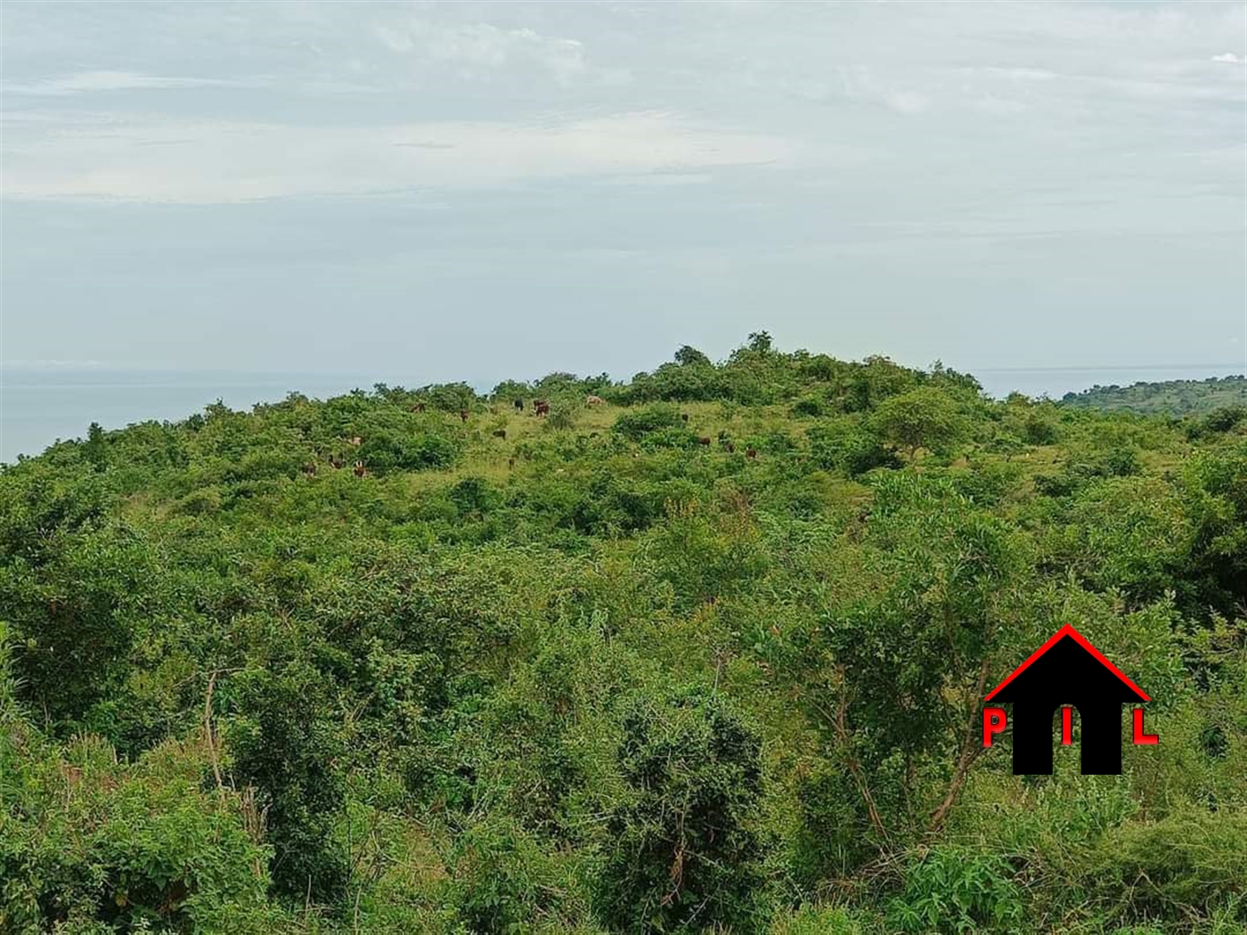 Agricultural Land for sale in Buseruka Hoima