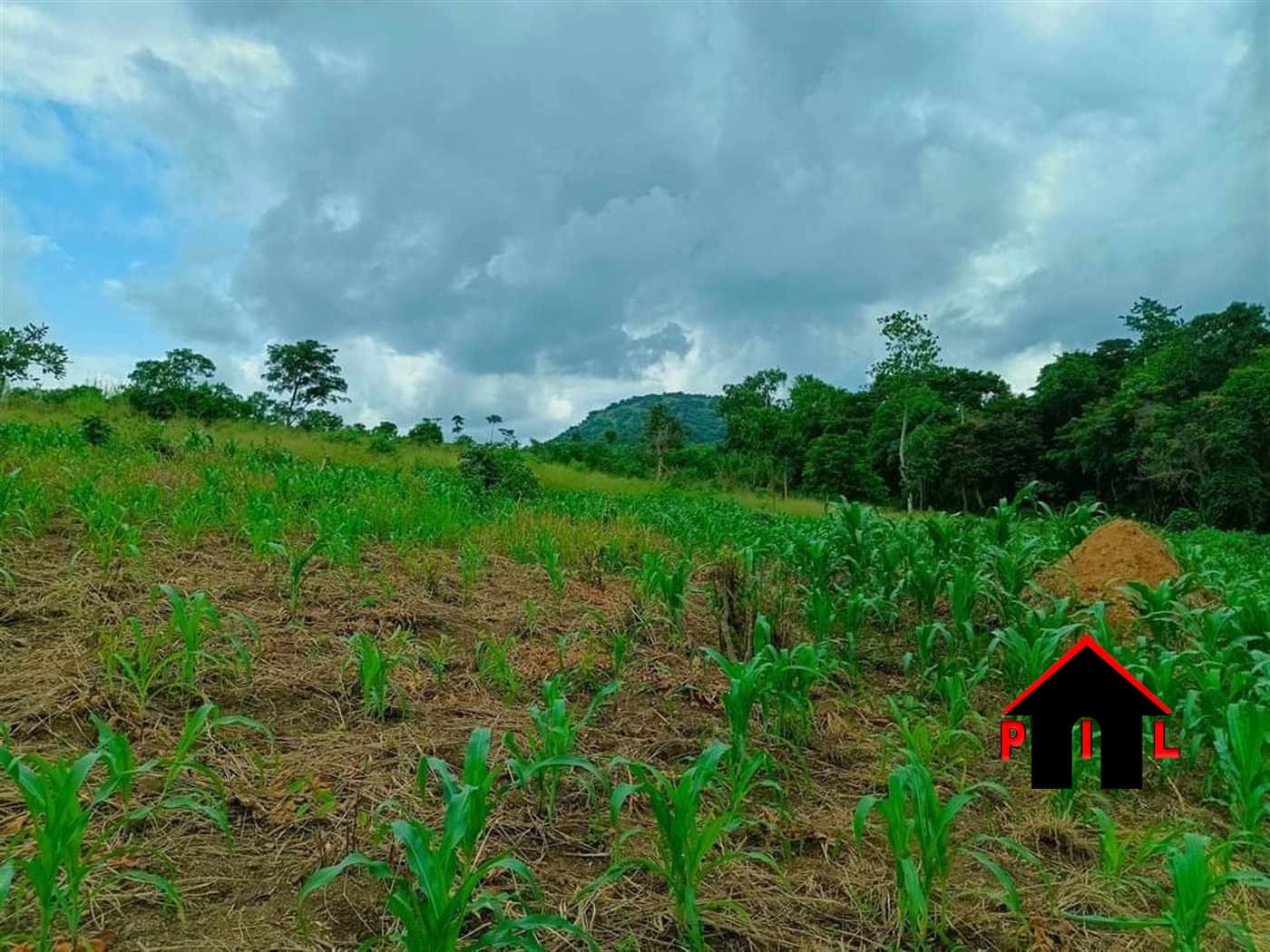 Agricultural Land for sale in Kakindu Kakumiro