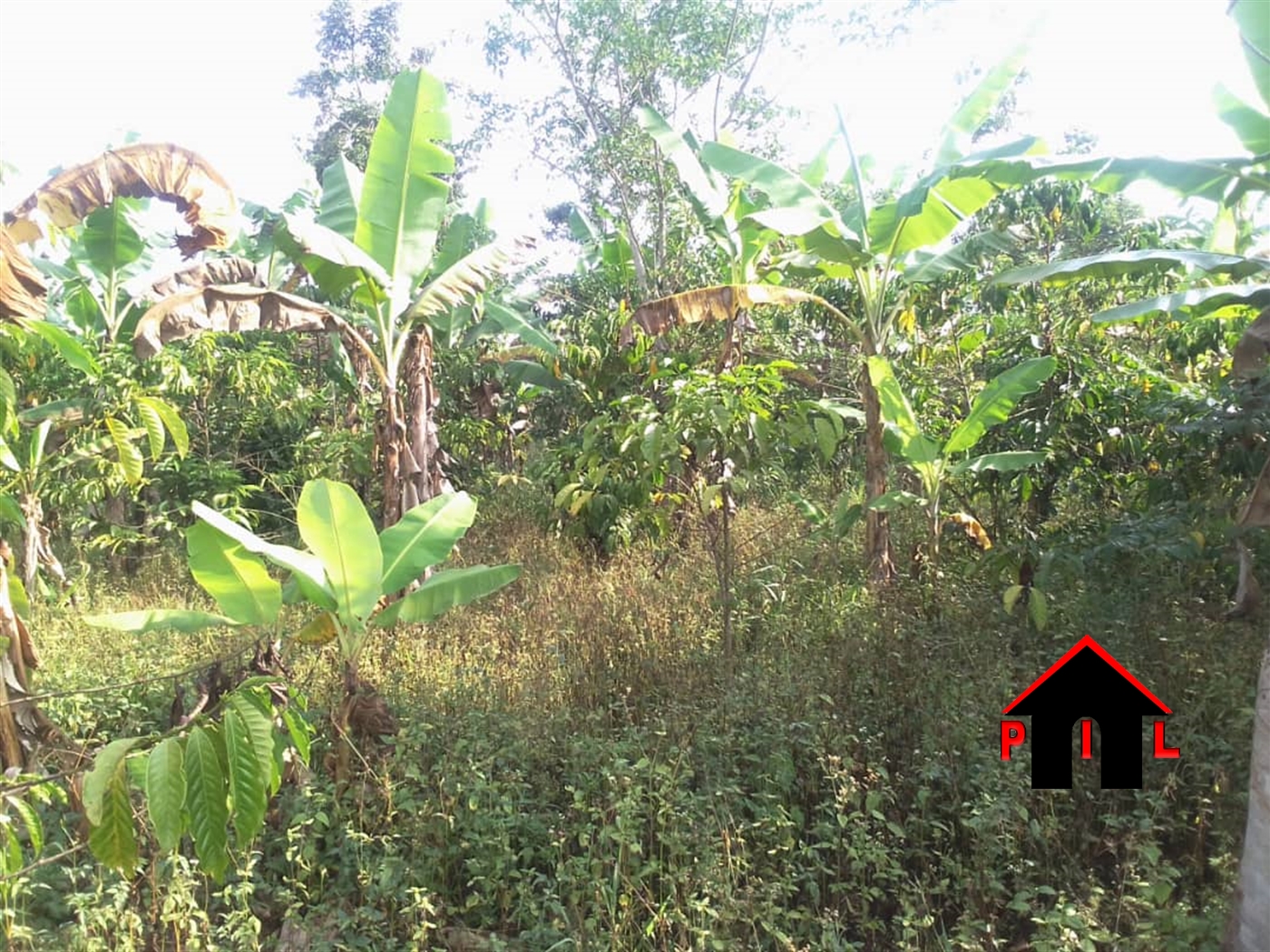 Agricultural Land for sale in Wobulenzi Luweero