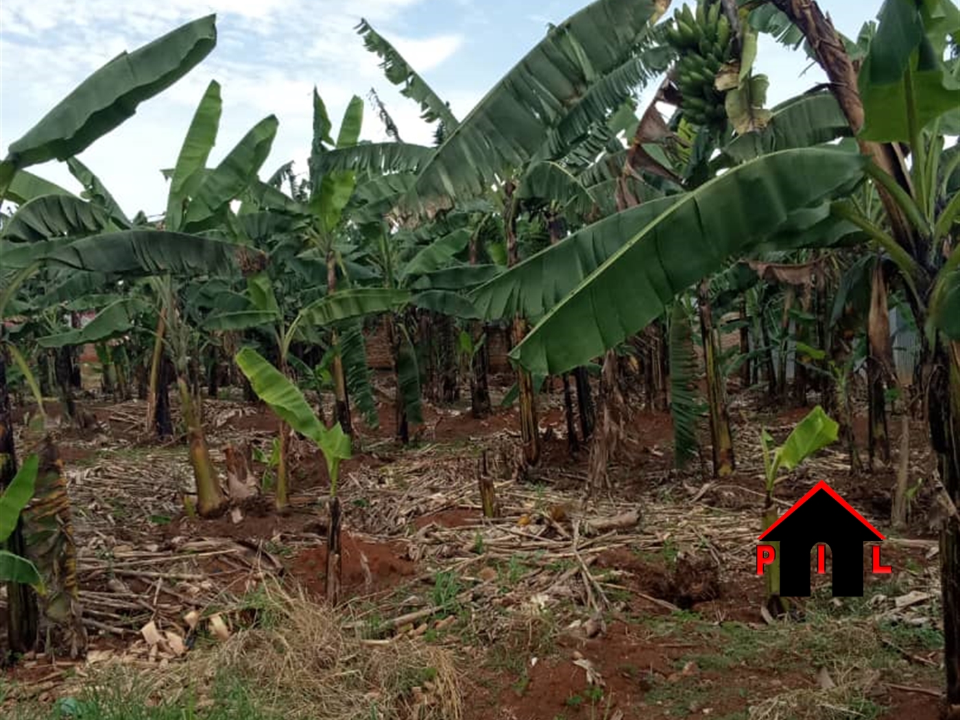 Agricultural Land for sale in Nambeere Luweero