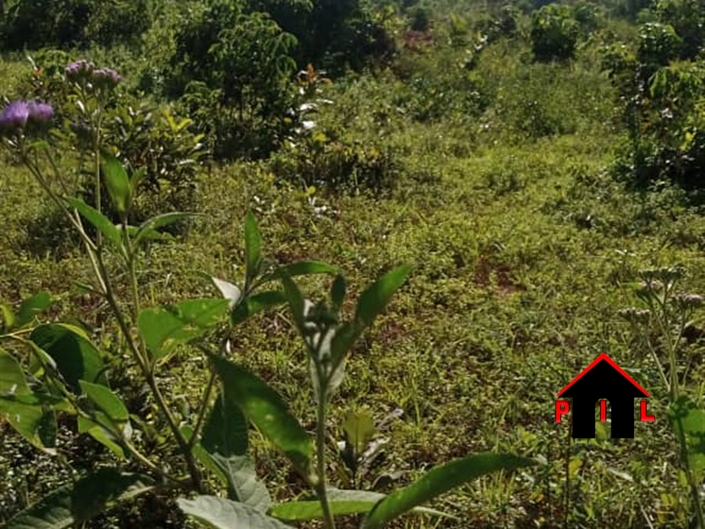 Agricultural Land for sale in Kakooge Luweero