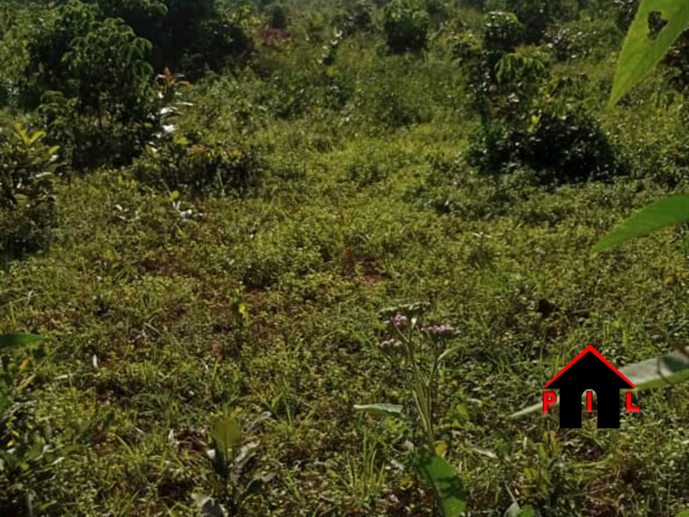 Agricultural Land for sale in Kikyuusa Luweero