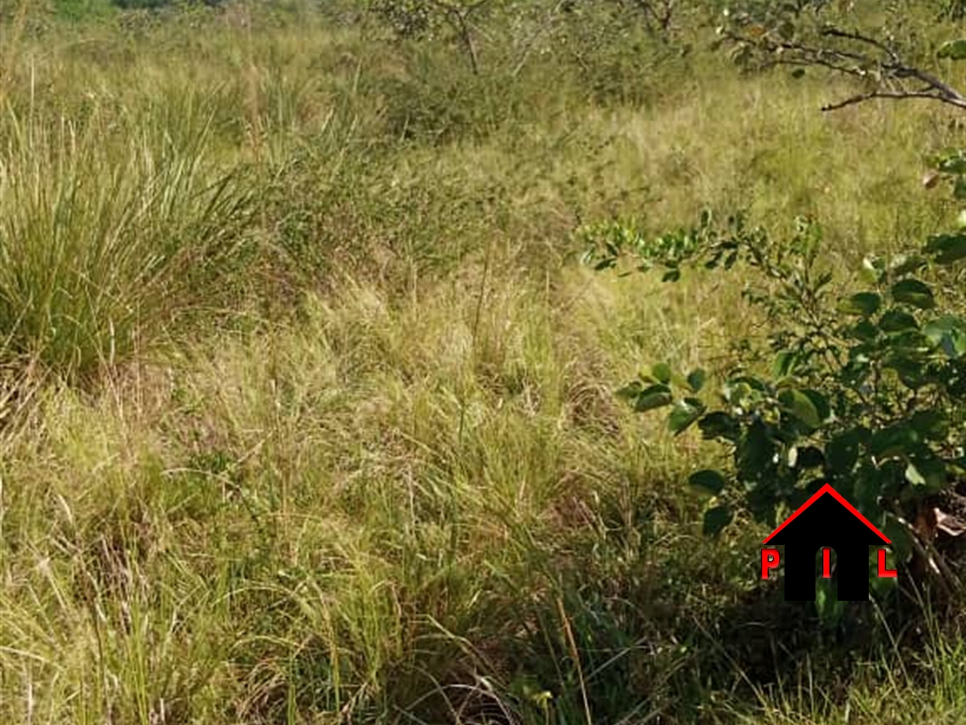 Agricultural Land for sale in Ziloobwe Luweero