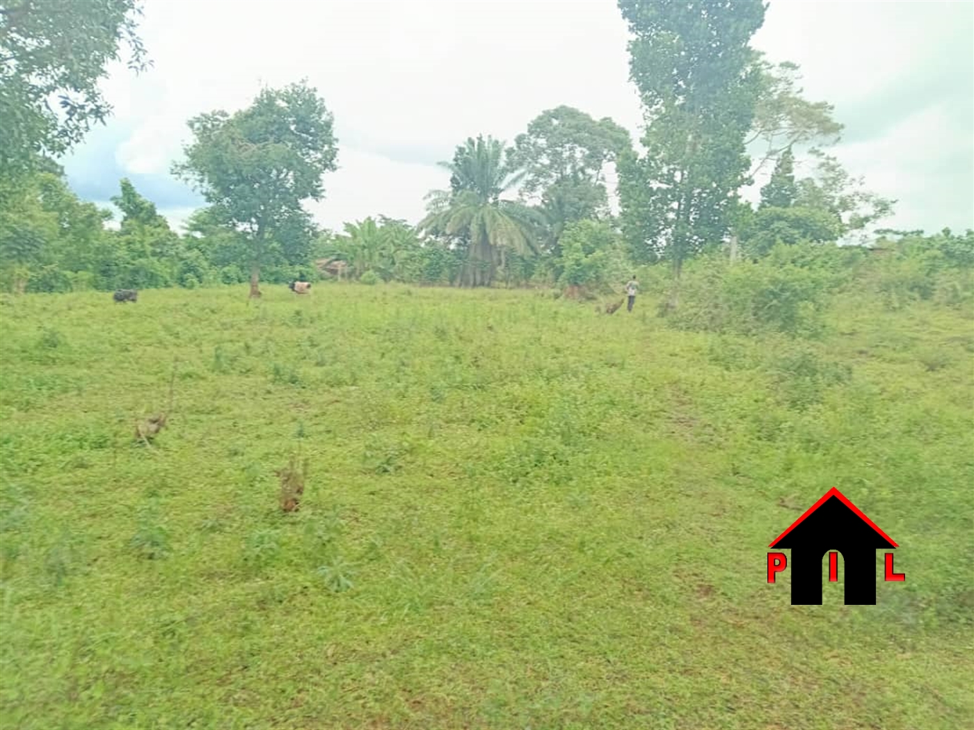 Commercial Land for sale in Nakisunga Mukono