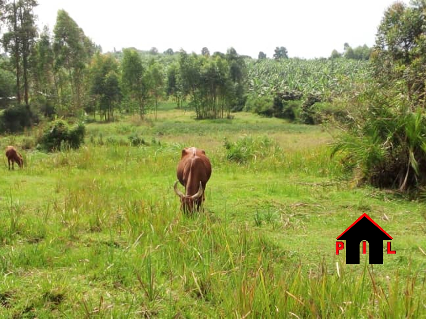 Farm for sale in Kashaka Mbarara