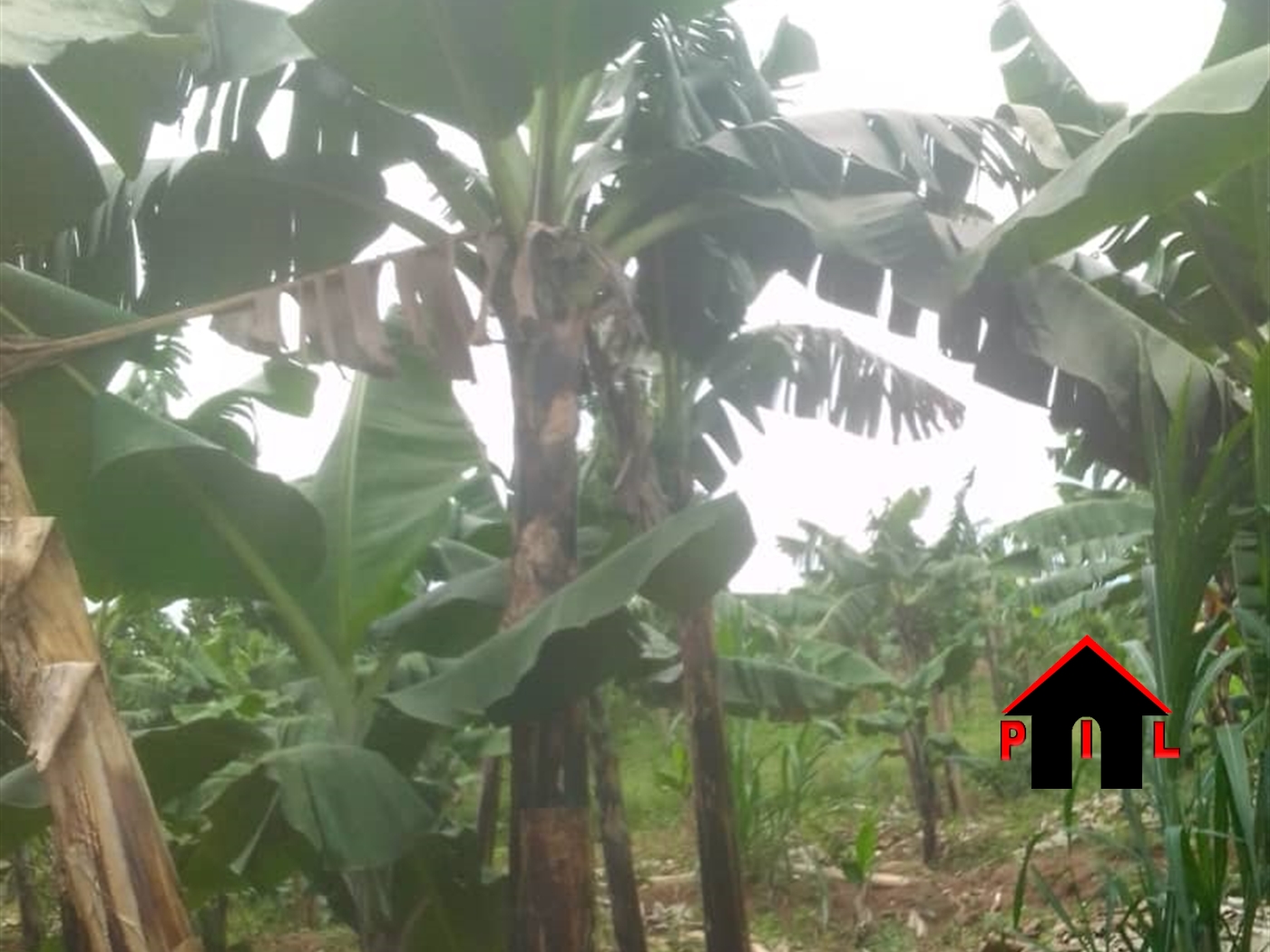 Residential Land for sale in Gayaza Wakiso